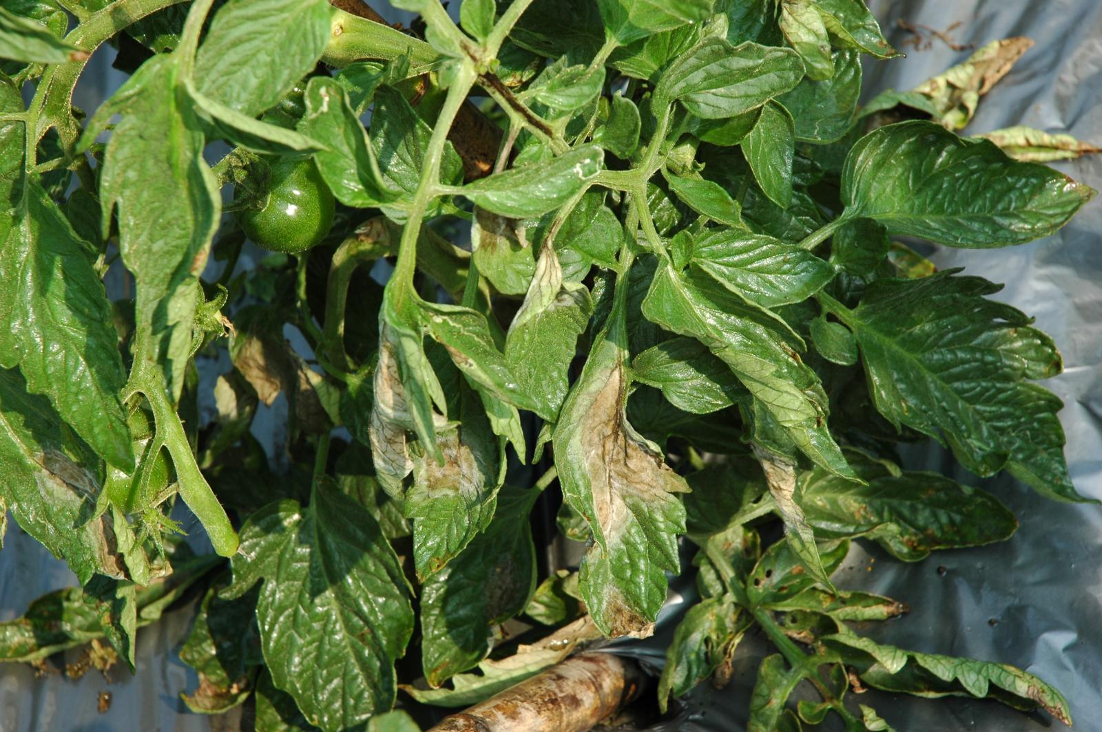 番茄疫病於植株葉片上的病徵