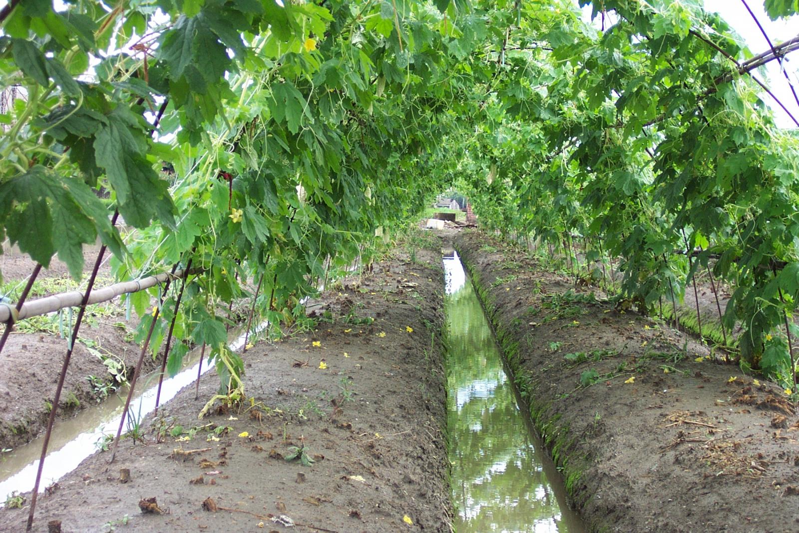 豪雨後應迅速排除田間積水，以減少病害感染與蔓延