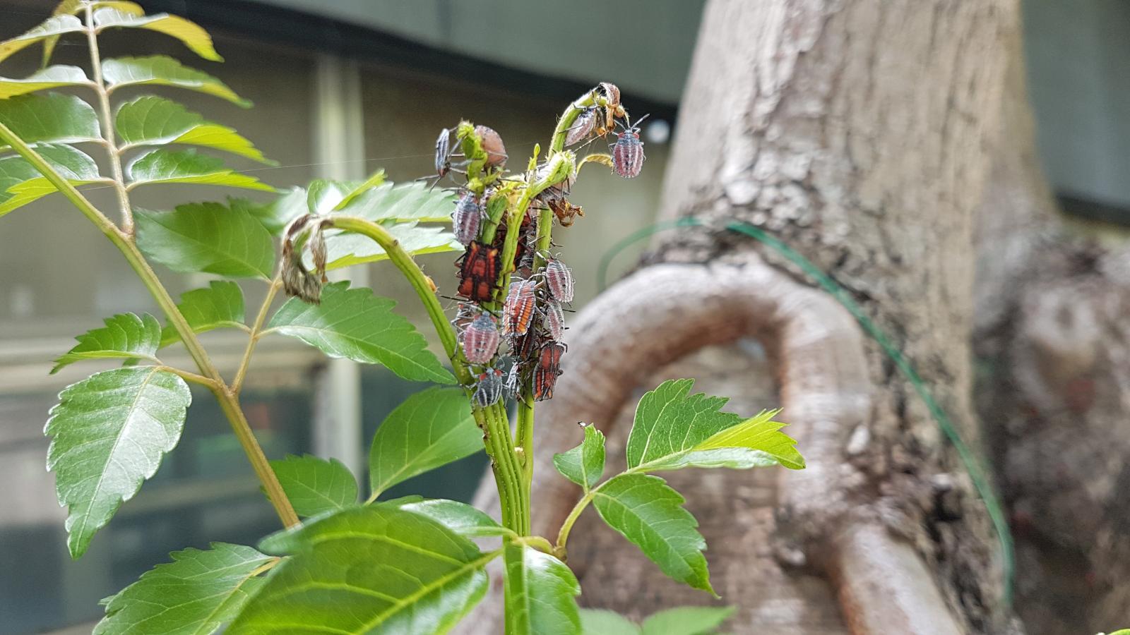 荔枝椿象若蟲會聚集於寄主嫩芽取食，再逐漸向外擴散