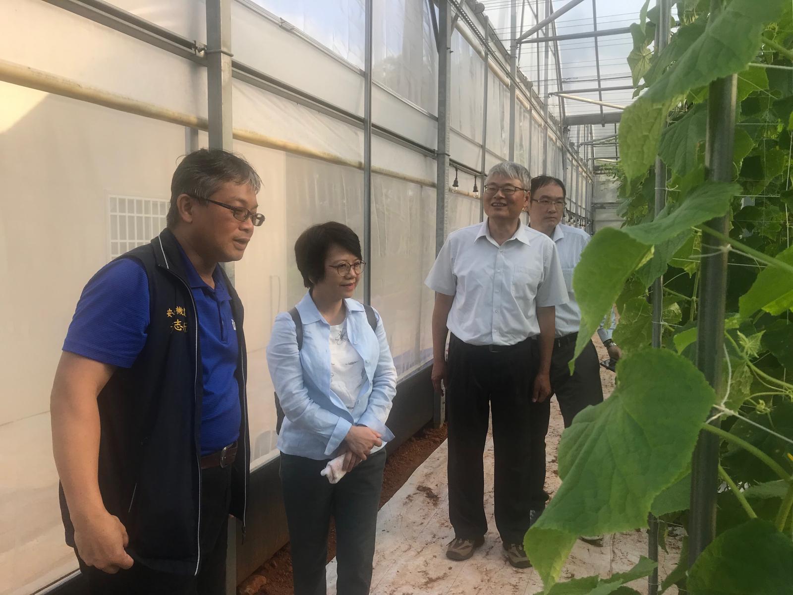 蕭志欣青農(左1)向李紅曦場長(左2)介紹安安有機農場園區內設施花胡瓜栽培情形。