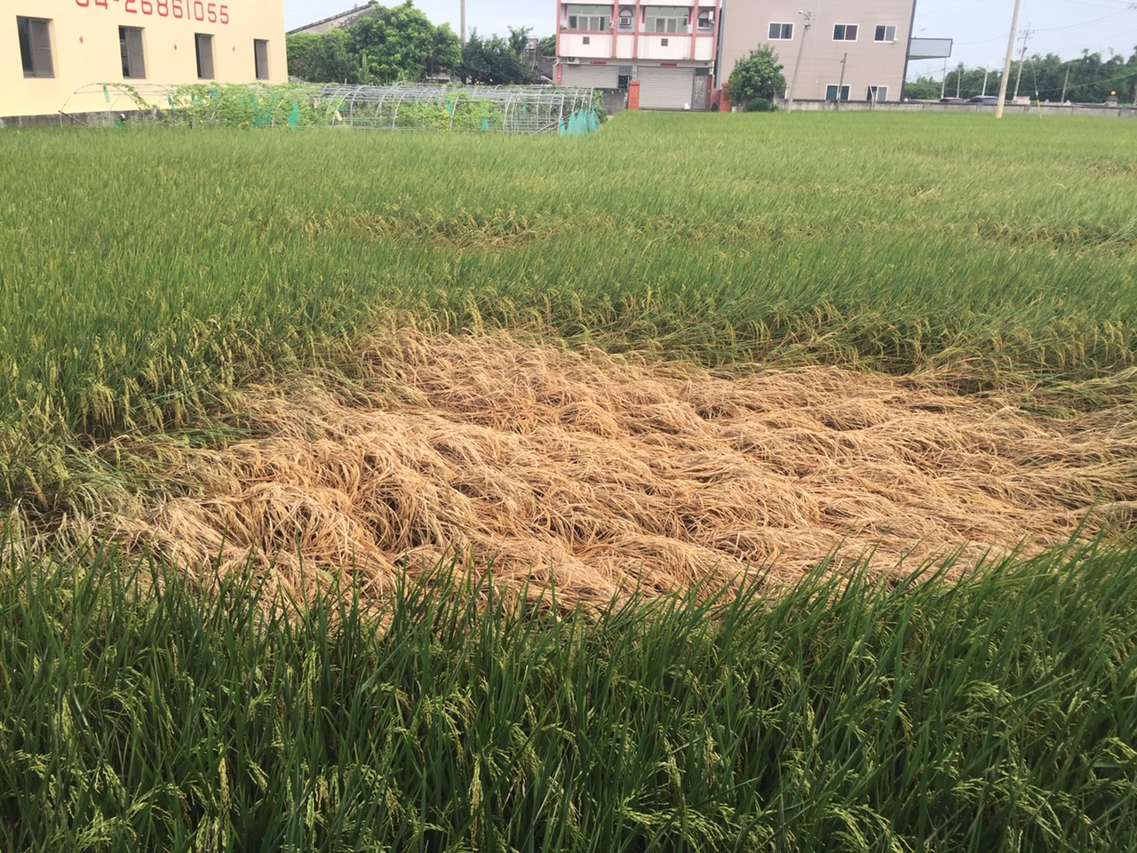 飛蝨類害蟲嚴重危害造成稻株枯萎及倒伏