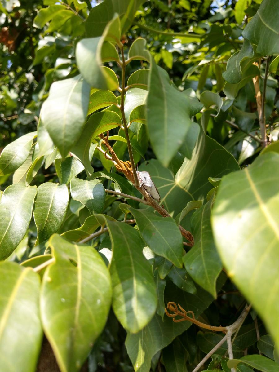 荔枝椿象越冬甦醒後，會由葉背移動至嫩芽處取食。圖為109年1月發現於龍眼嫩芽上取食的成蟲 (彰化縣社頭鄉)。