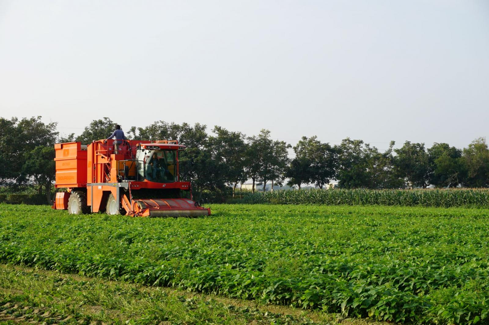 現行毛豆採收機亦適用於矮性菜豆‘台中6號’，可省工栽培