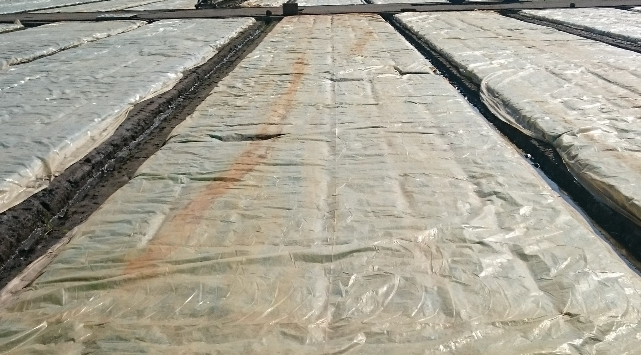 稻作育苗階段的秧苗田應覆蓋塑膠布或不織布來保溫
