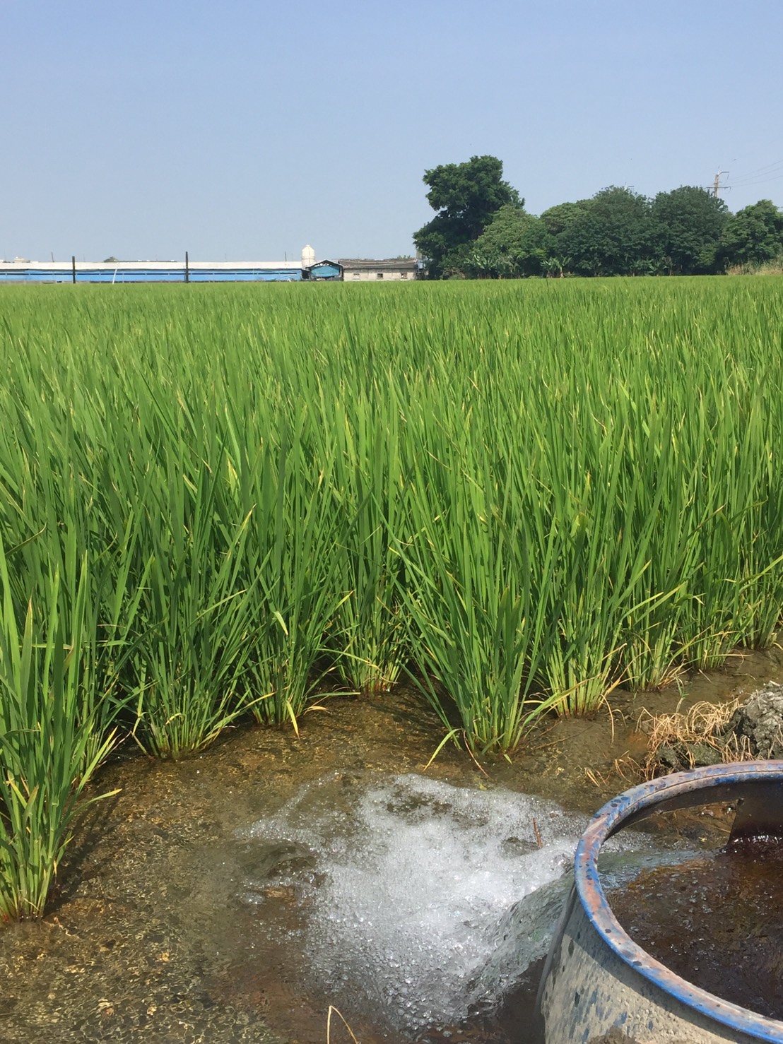 建議農友將稻田灌溉水深度提高，以減輕寒害影響