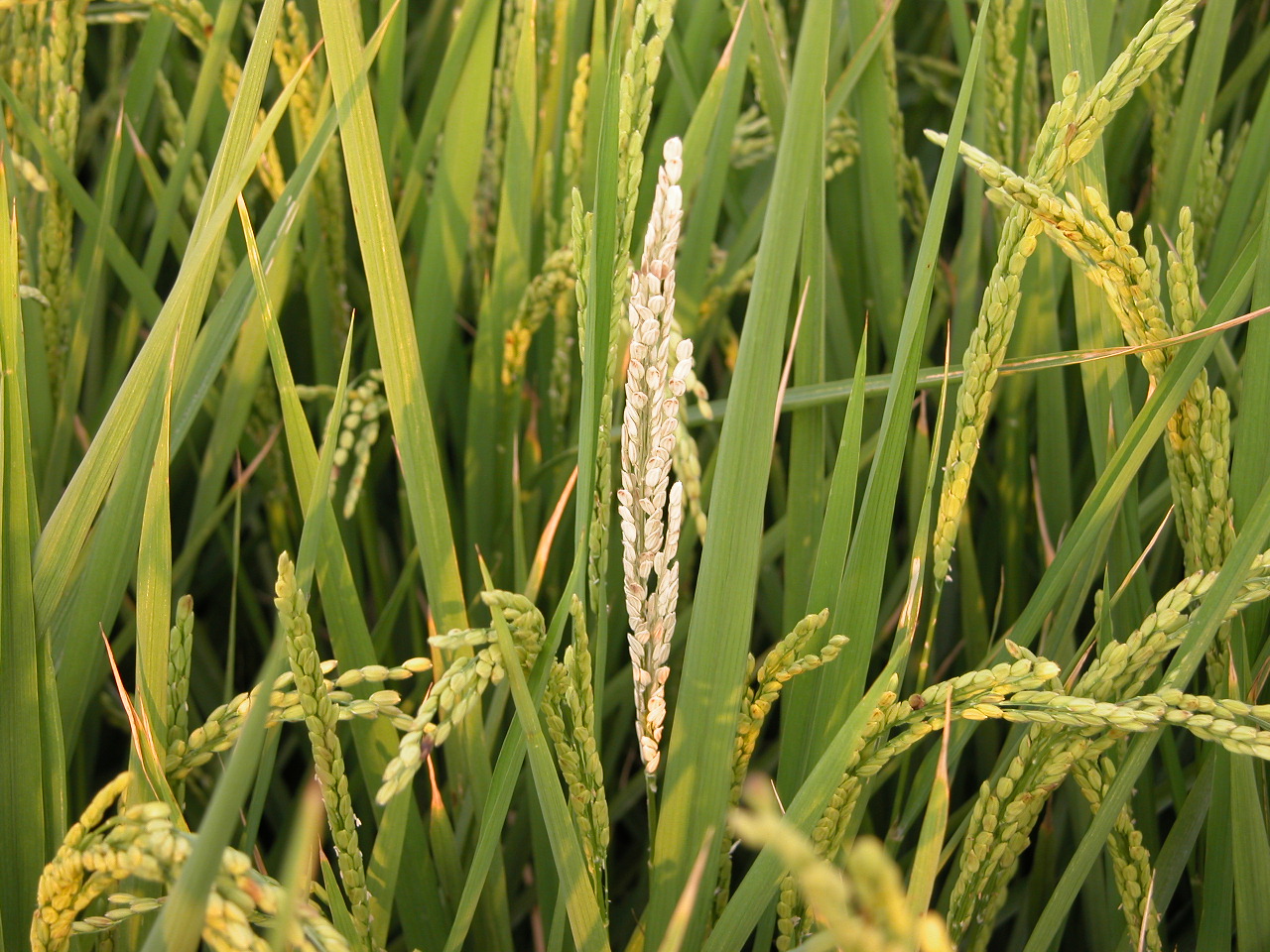 二化螟幼蟲危害造成水稻白穗