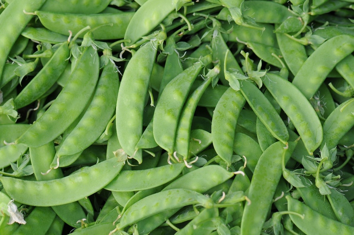 如何兼顧安全生產並確保品質，為豌豆生產及病蟲害防治的重要課題