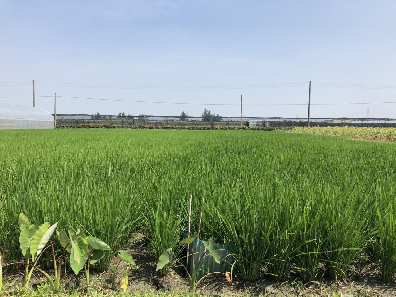 有機水稻植株生育狀況良好