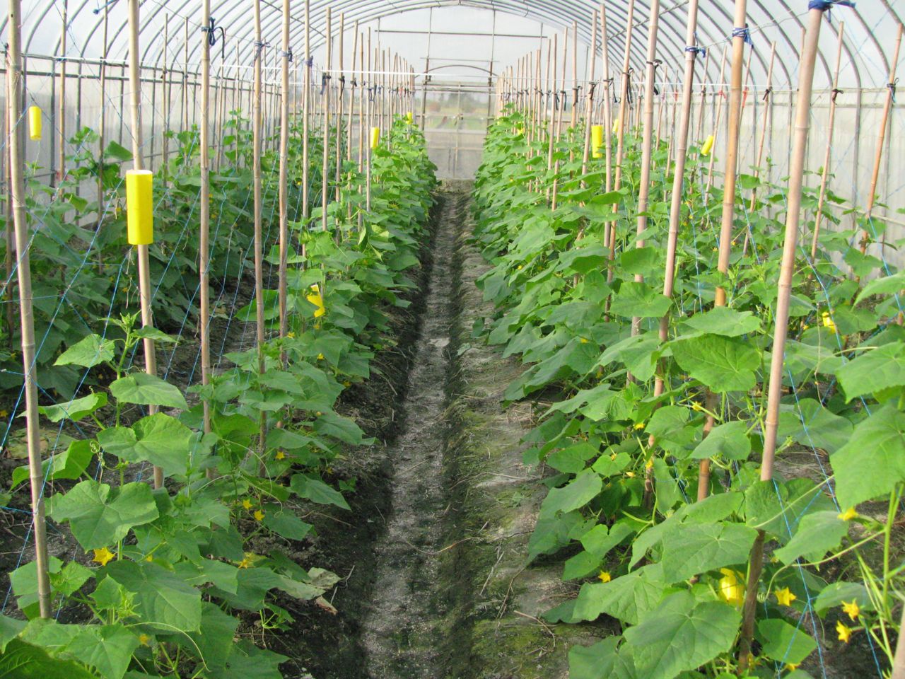 微生物製劑導入設施花胡瓜有機栽培，有效控制病蟲害的發