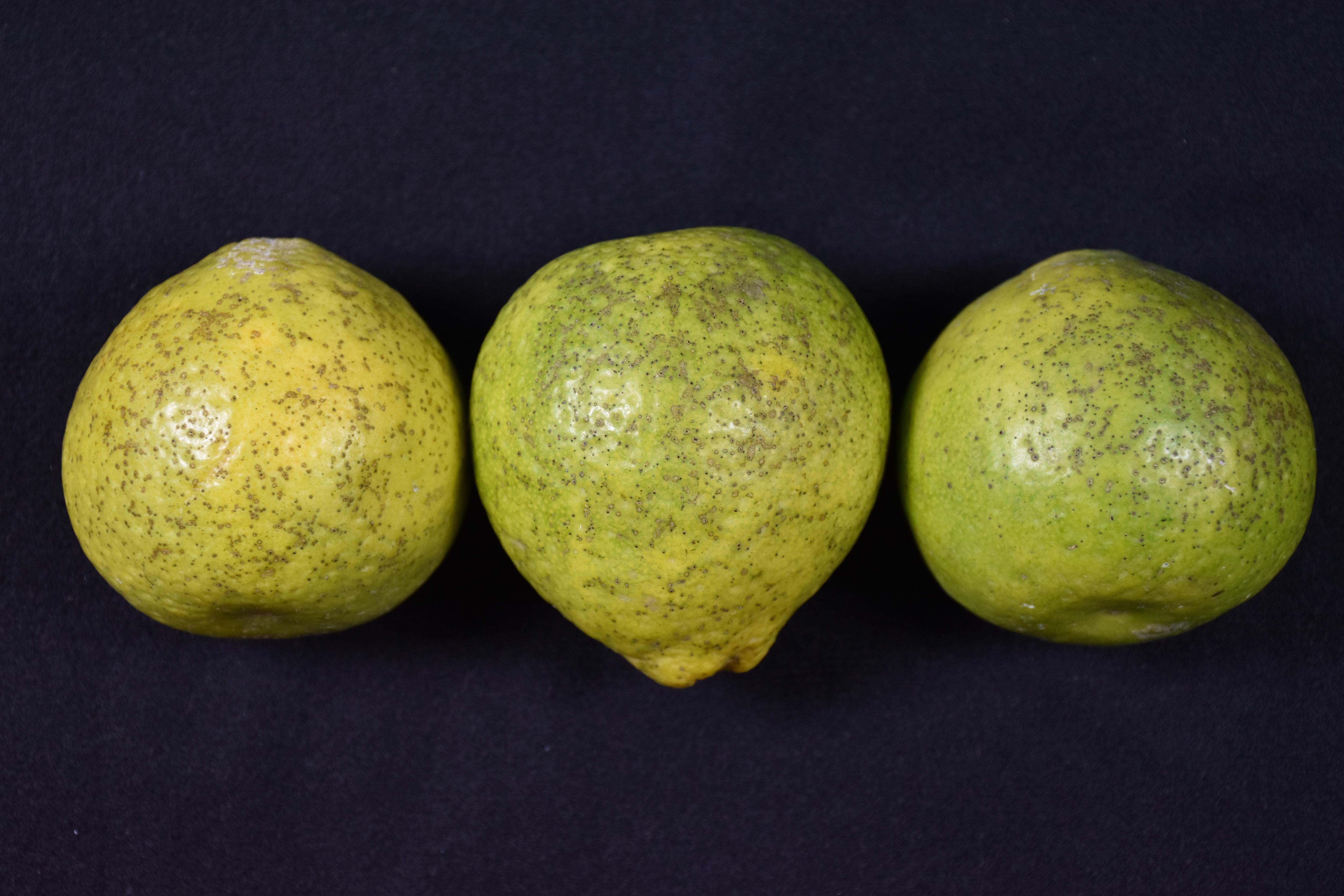 圖2、黑點病於檸檬柑果實上之病徵。