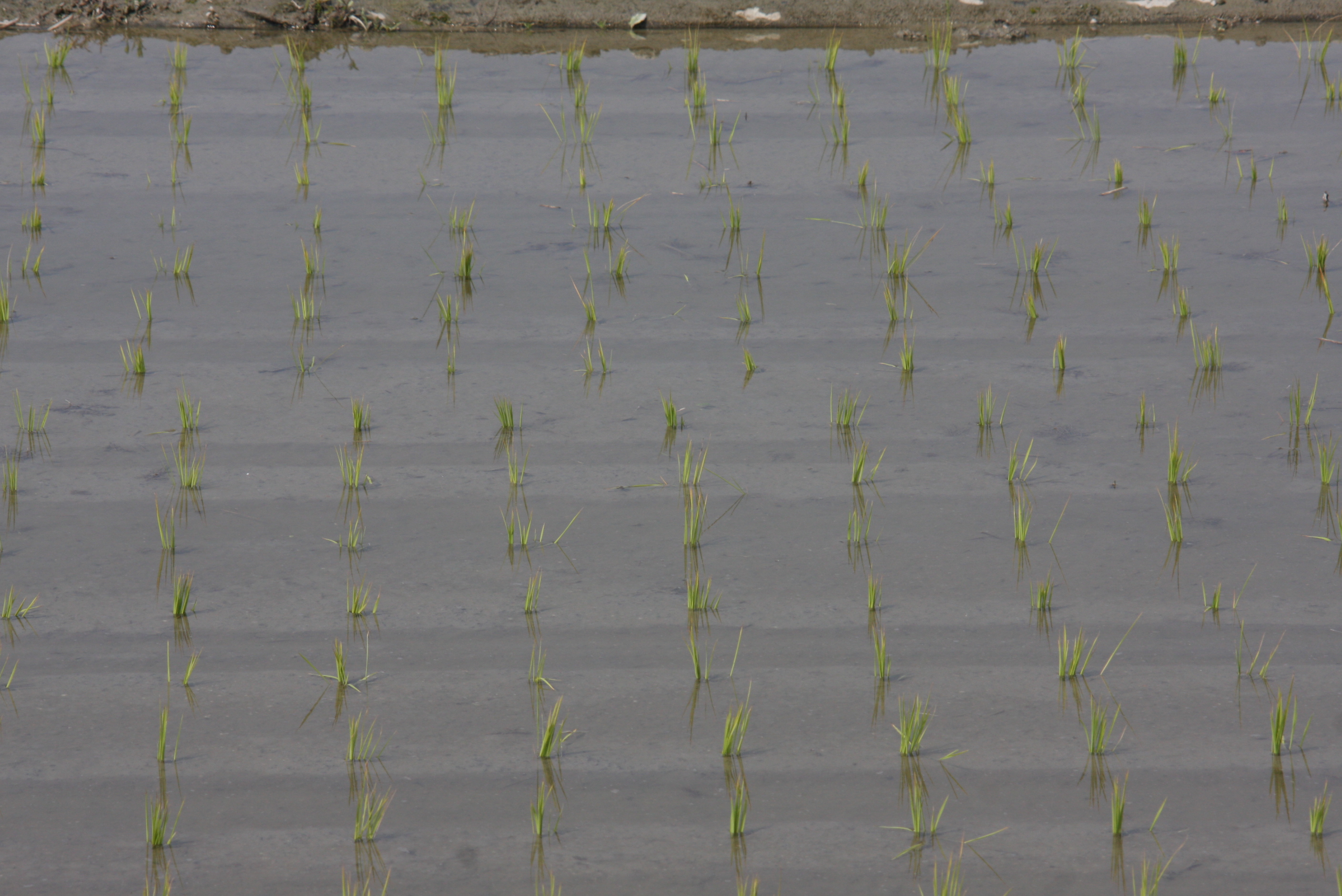 圖一、已插秧之二期稻作，應注意田間灌水深度，原則水深以秧苗高度為宜。