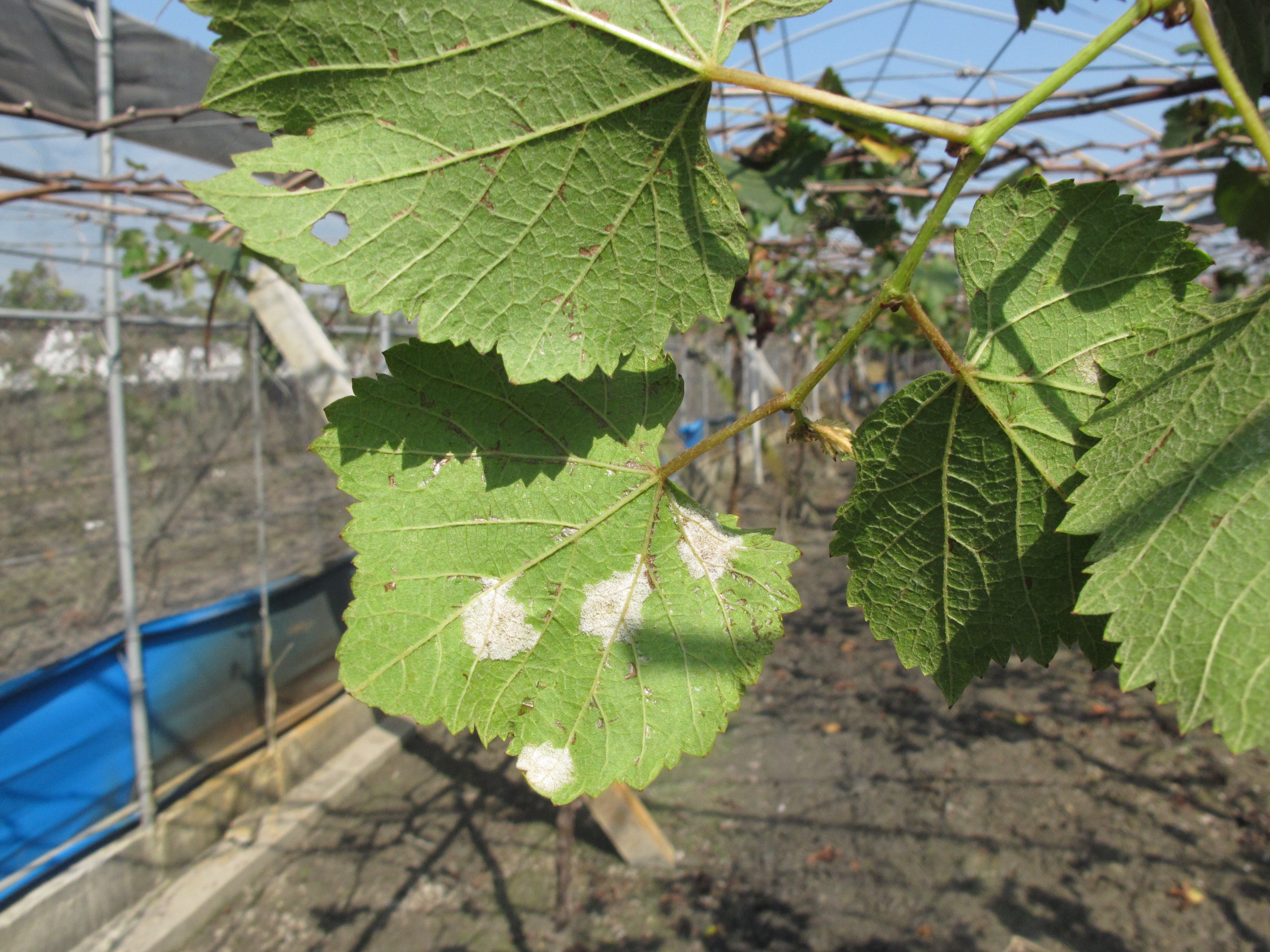 葡萄露菌病於濕度高環境下會於葉背產生大量白色黴狀物。