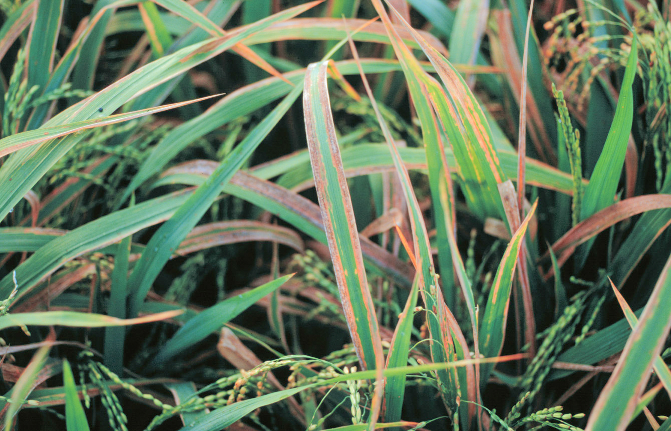 水稻於颱風後後應加強白葉枯病的發生與防治