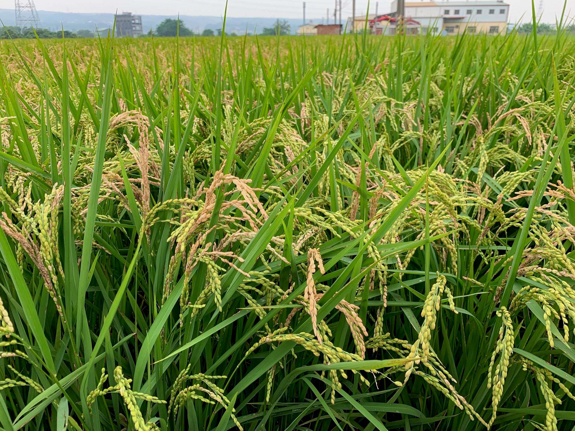 稻穗罹患穗稻熱病呈白化乾枯。