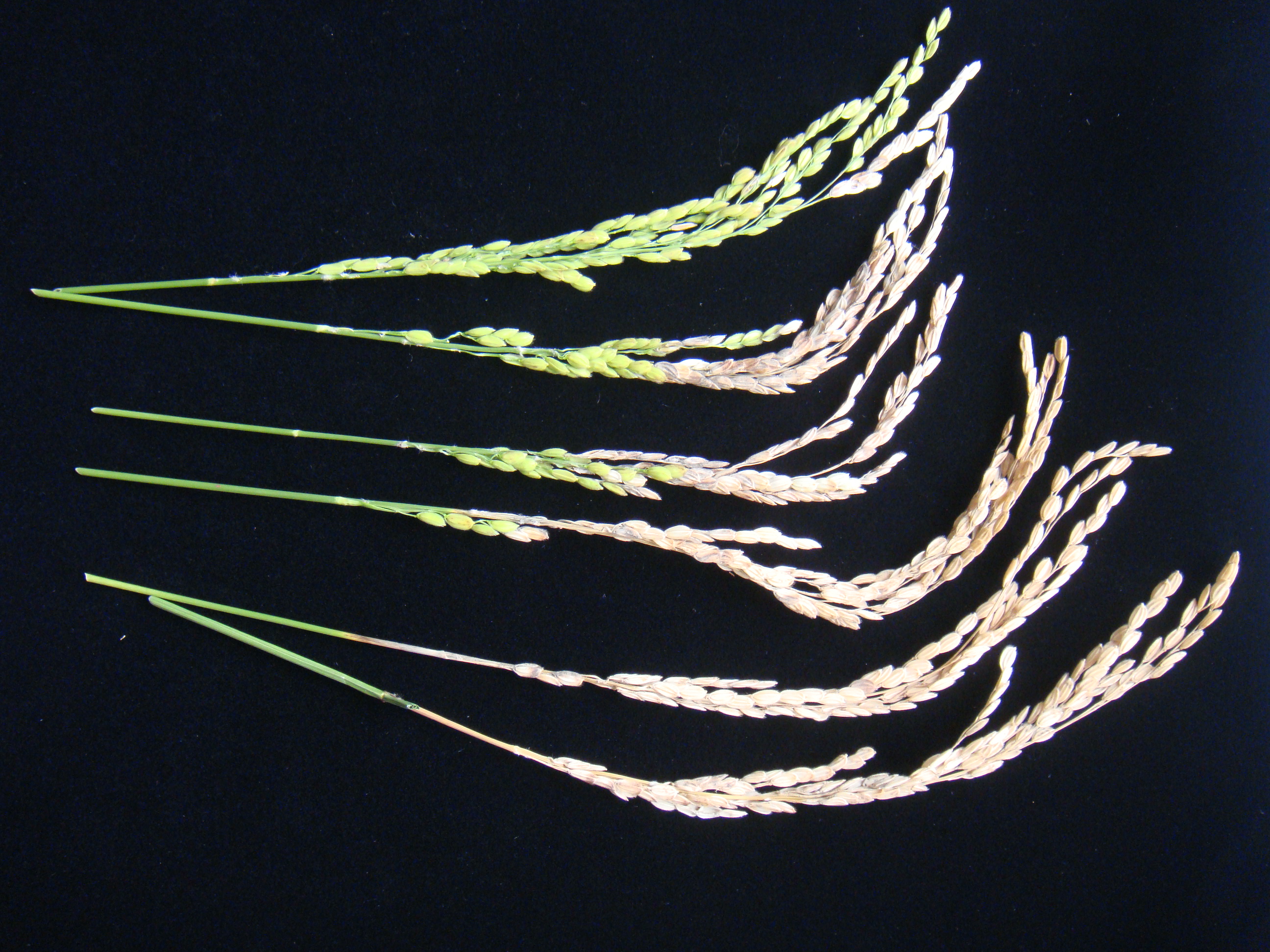稻熱病菌感染稻穗不同部位呈現不同的罹病症狀。