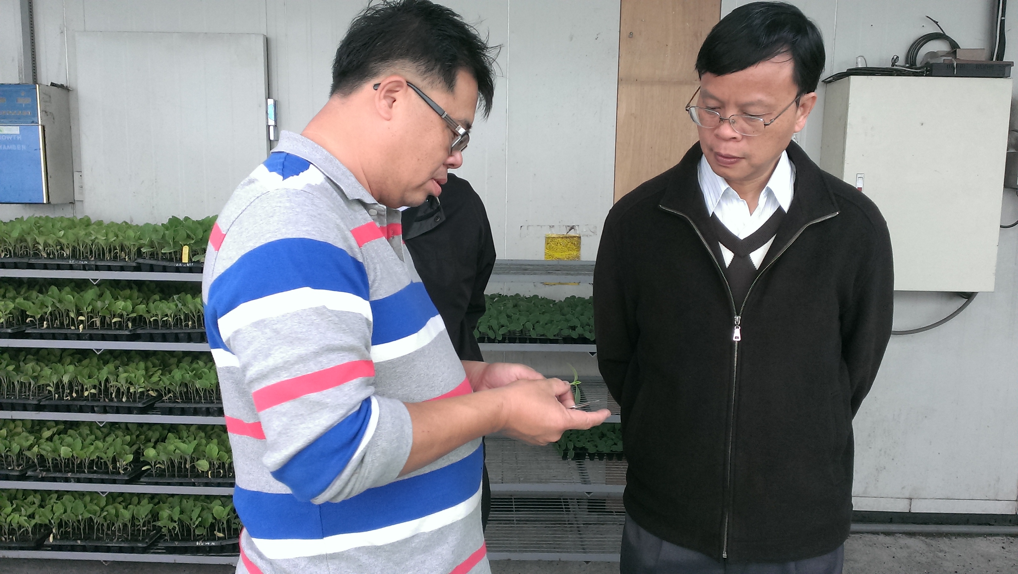 育家育苗場呂育家先生向林學詩場長展示蔬果嫁接苗操作技術