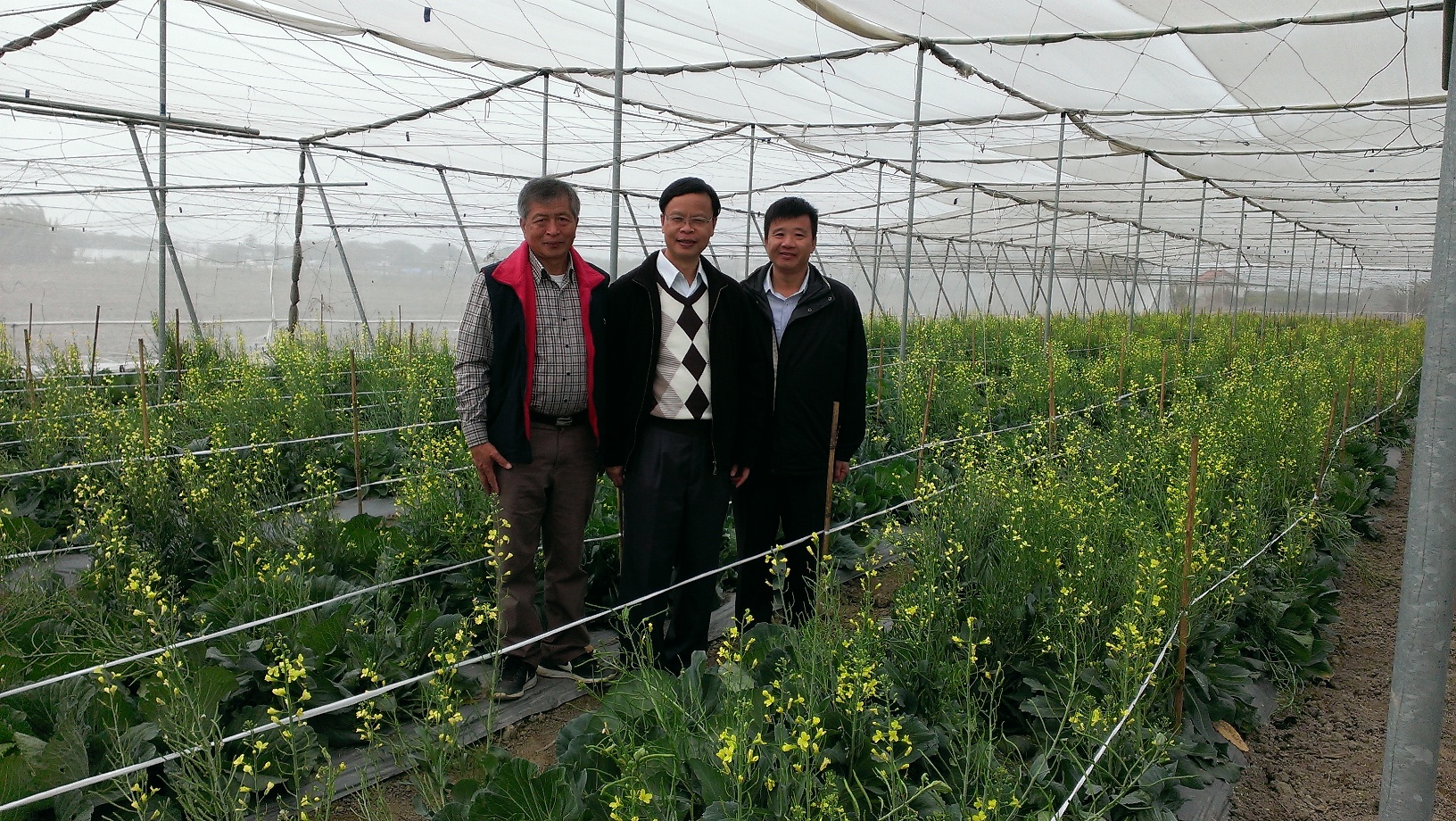 林學詩場長與蕭政弘課長參訪欣樺種苗公司甘藍“台中 2 號”採種圃