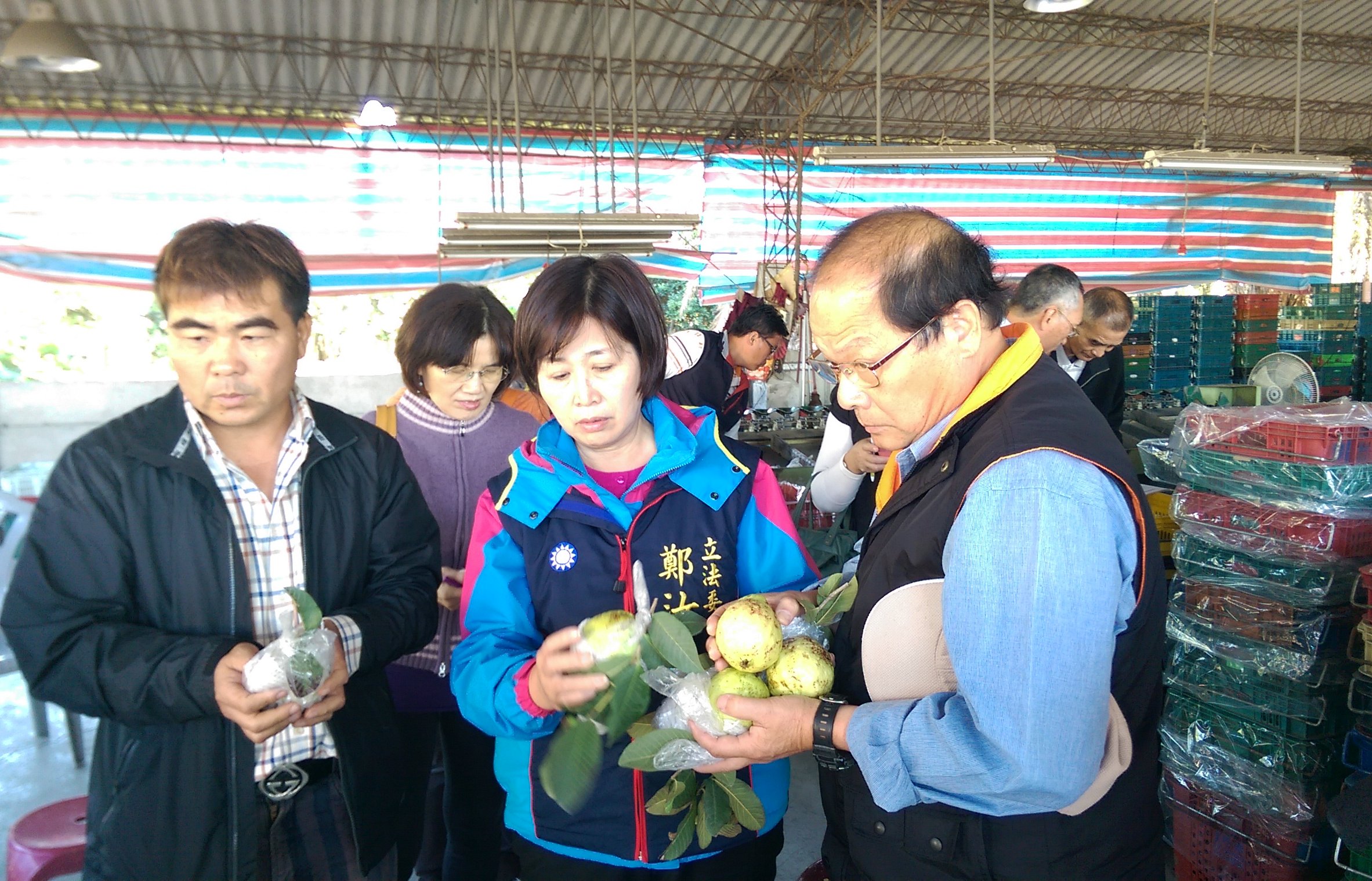 104 年 1 月 14 日在彰化溪州番石榴凍傷說明會中，鄭汝芬立委與本場高德錚副場長檢視農友帶來有紅色斑點之番石榴果實，並由高副場長為農友們說明番石榴果實紅色斑點發生的可能原因，並推薦果農施用有機肥以加強樹體營養及抵抗力