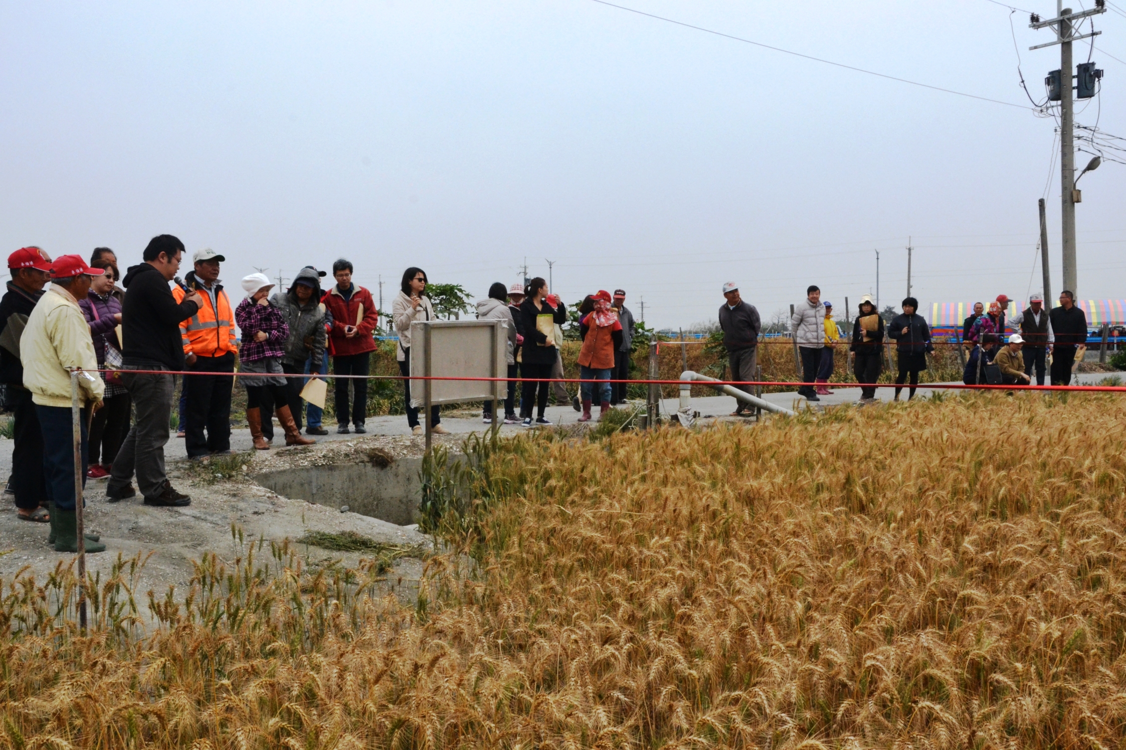 與會農友至現場觀摩經 去偽去雜的豐產、高純度小麥臺中選 2 號 