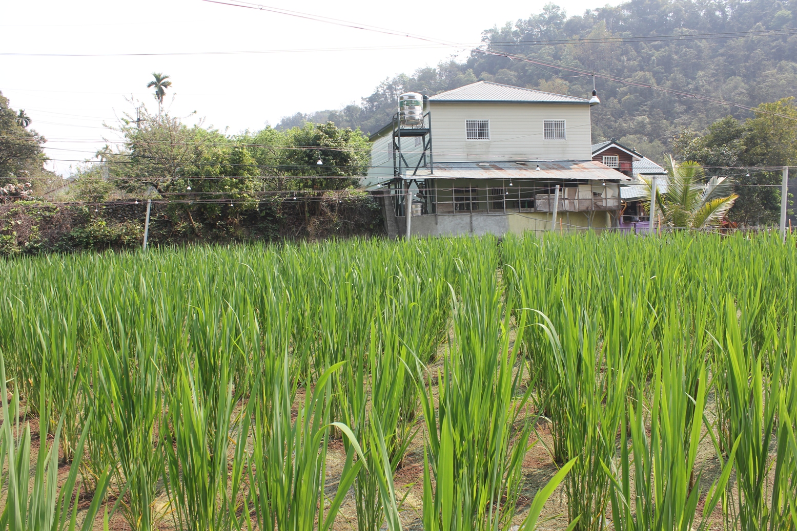 青年農民林宥岑生產之茭白筍運用 LED 燈照明技術，節省電費支出