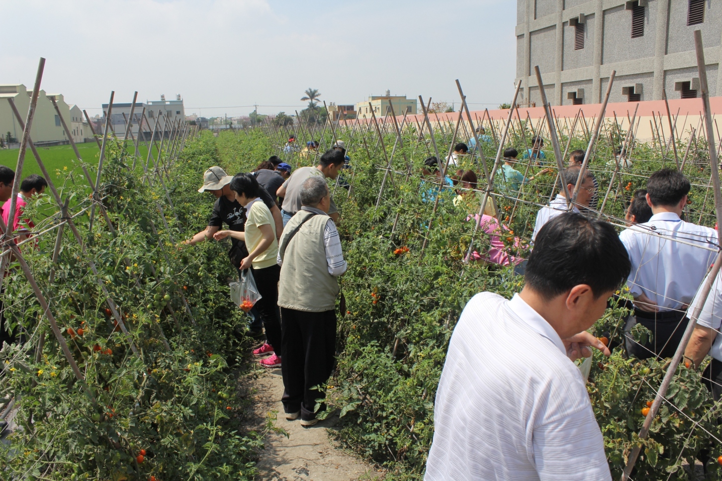 育幼院學生於田間享受小番茄採果樂趣
