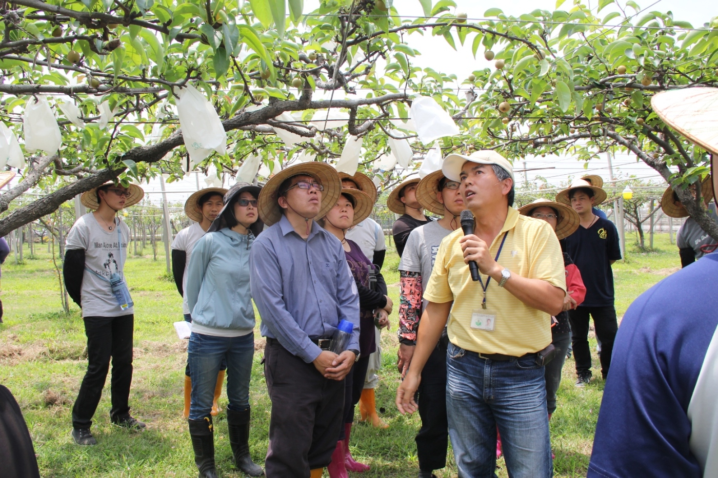 徐錦木老師說明梨套袋技巧與注意事項