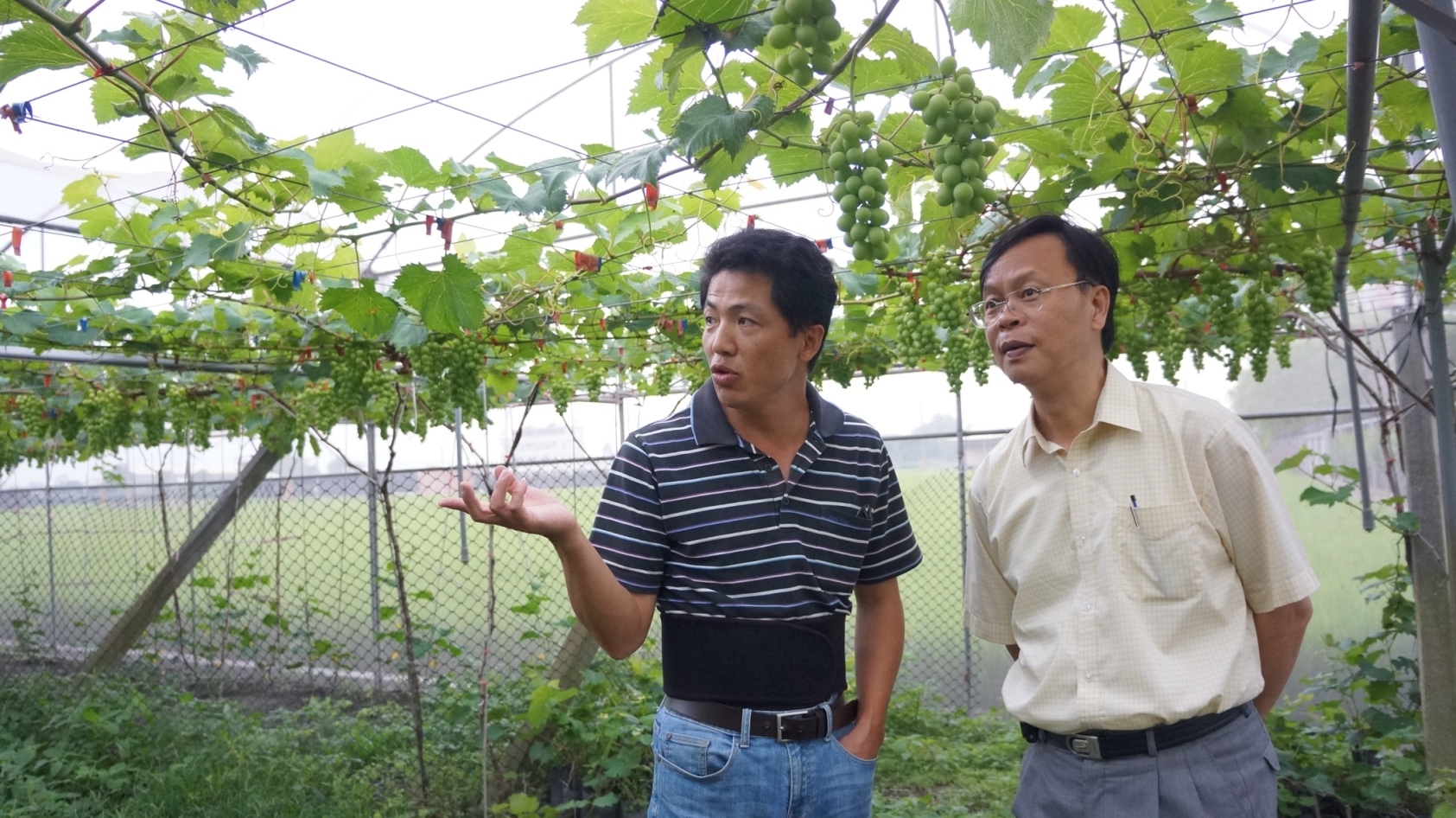 賴偉志陪伴師引導林場長參觀自家果園 