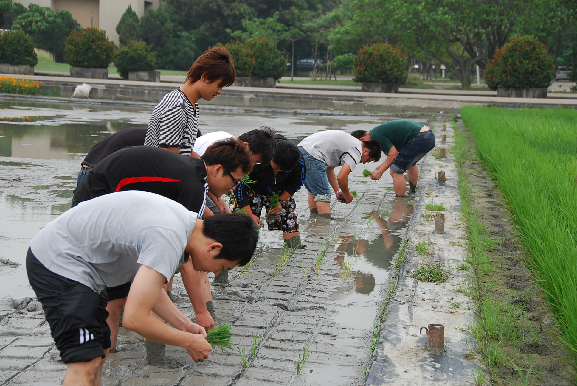 農藝入門班學員撩起褲管插秧趣