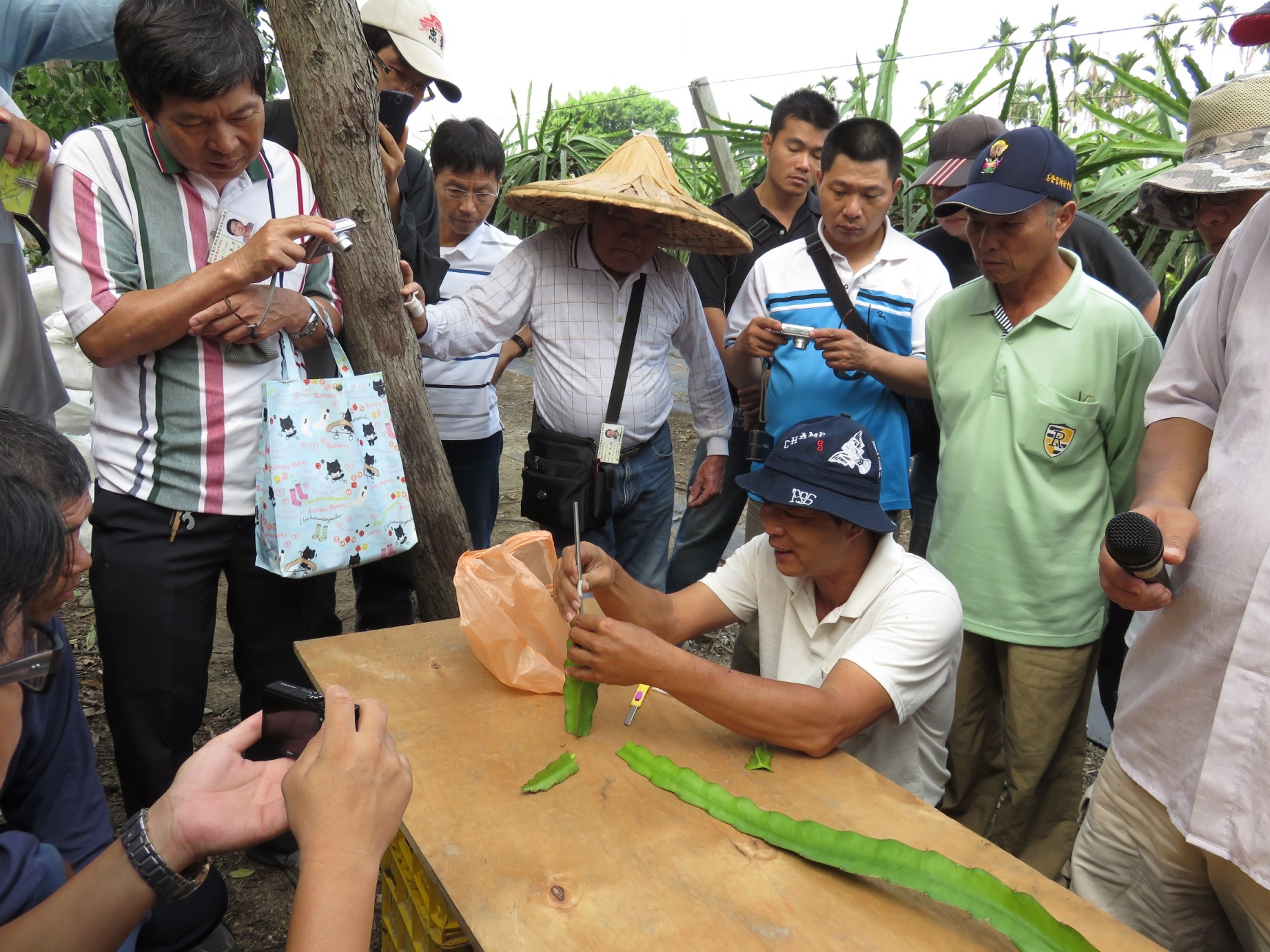 學員參訪集集鎮陳坤廷先生紅龍果園學習紅龍果枝條嫁接作業