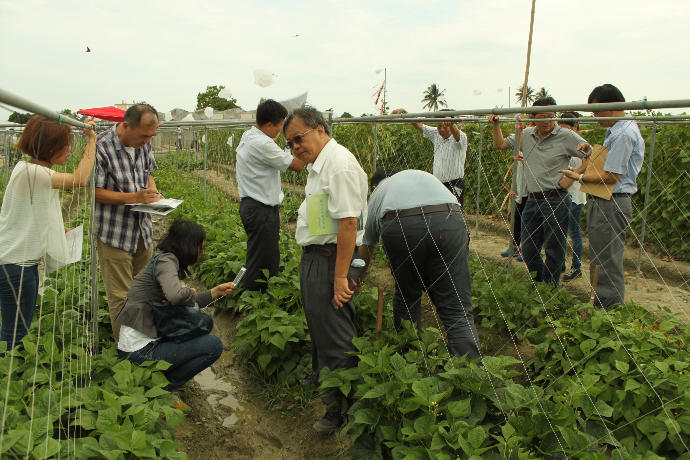 會員廠商於田間針對矮性菜豆植株及果莢性狀進行評估 