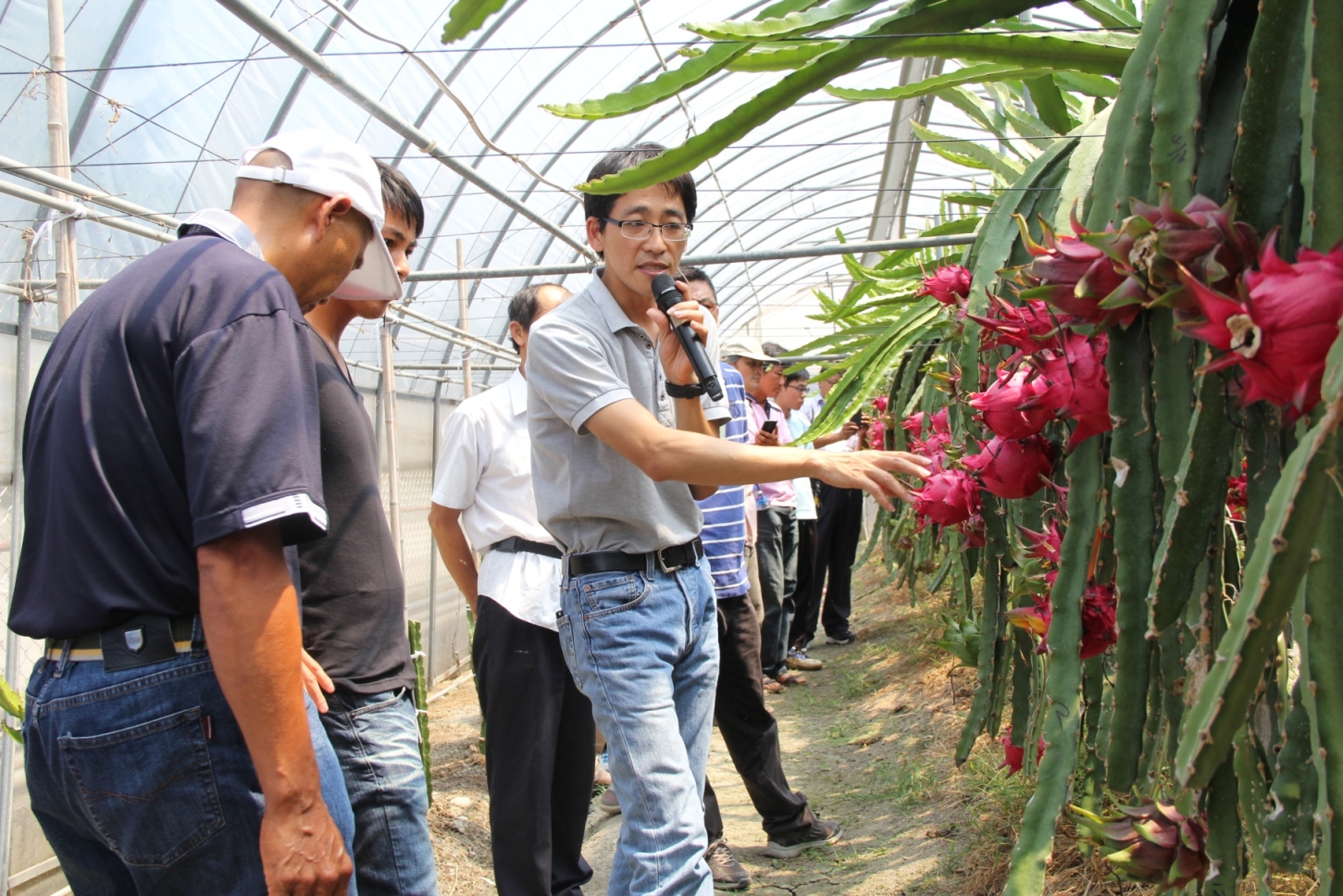 陳盟松講師向學員講解設施紅龍果栽培情況 