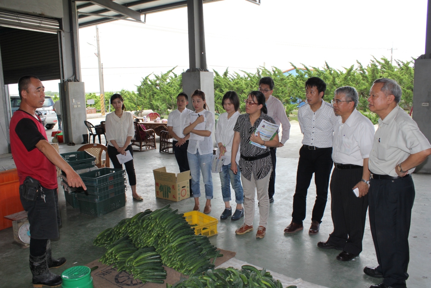 林有信青年農民（左一）向農委會查證委員說明小黃瓜採收及理貨流程