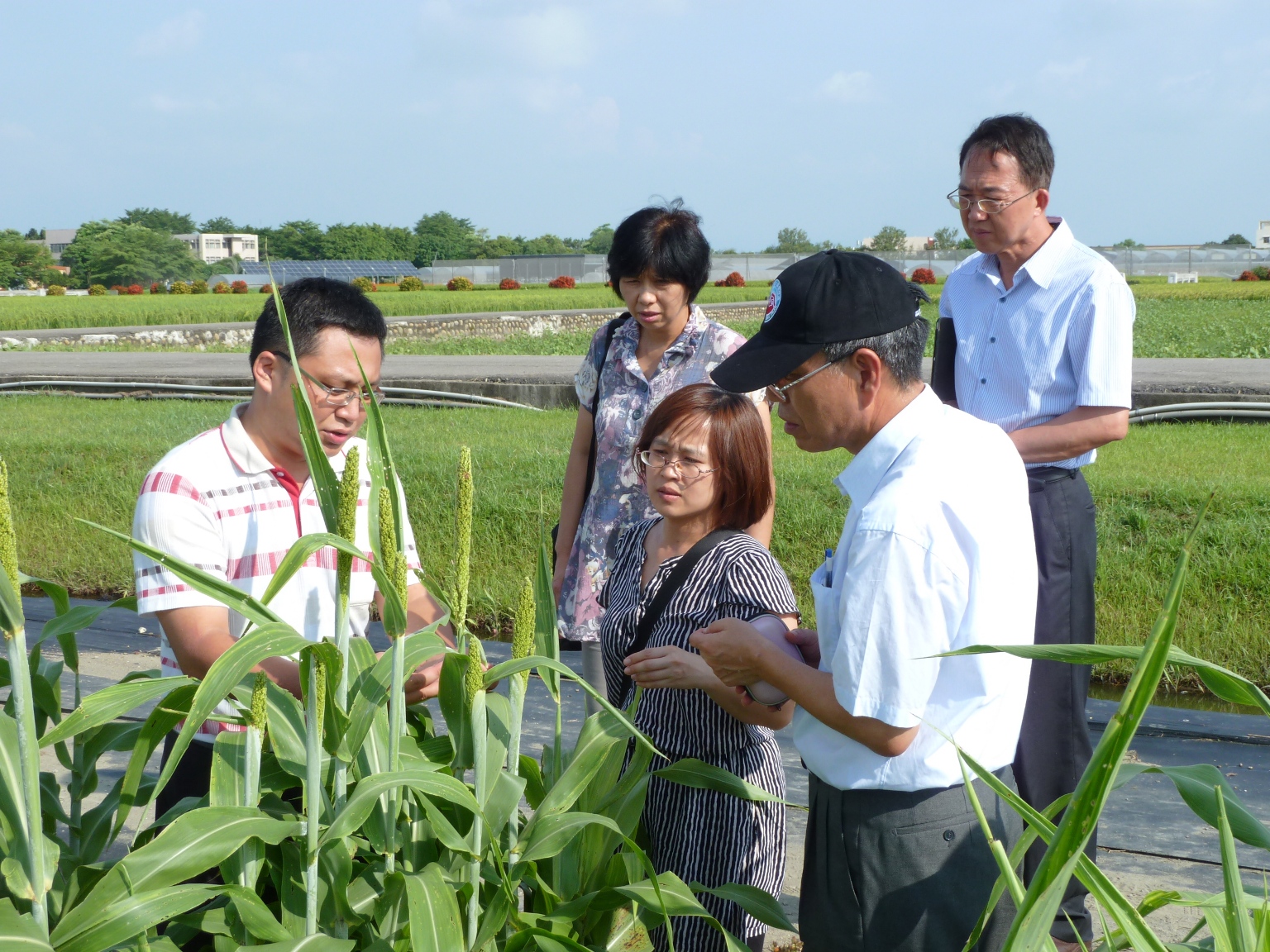 金門縣建設處翁自保處長及金門農試所楊慧明所長率金門縣府相關同仁於 104 年 6 月 12 日至本場商討小麥及高粱育種試驗合作及參訪本場高粱試驗田間。