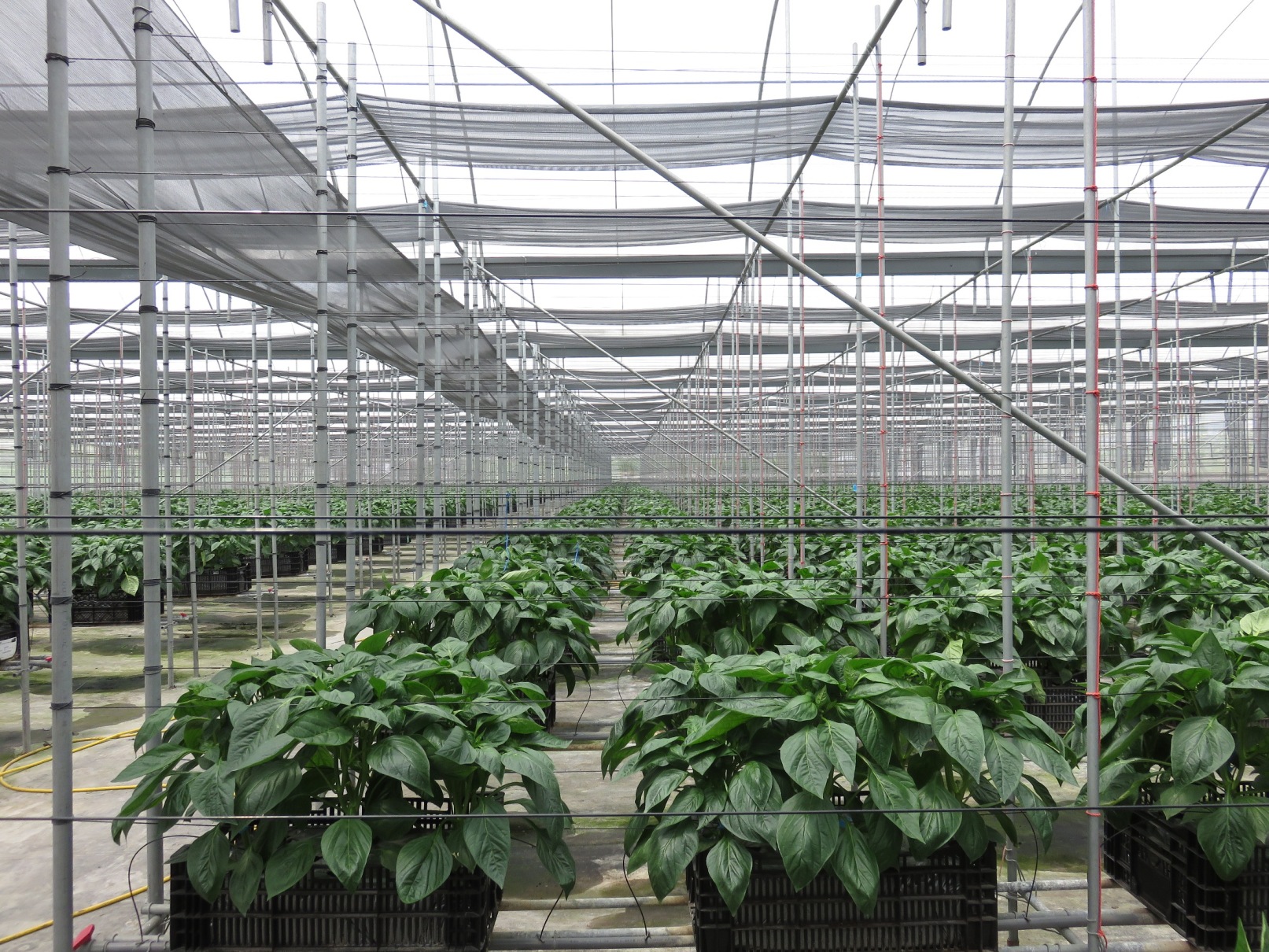 劉讚和監事主席使用現代化設施栽培甜椒 