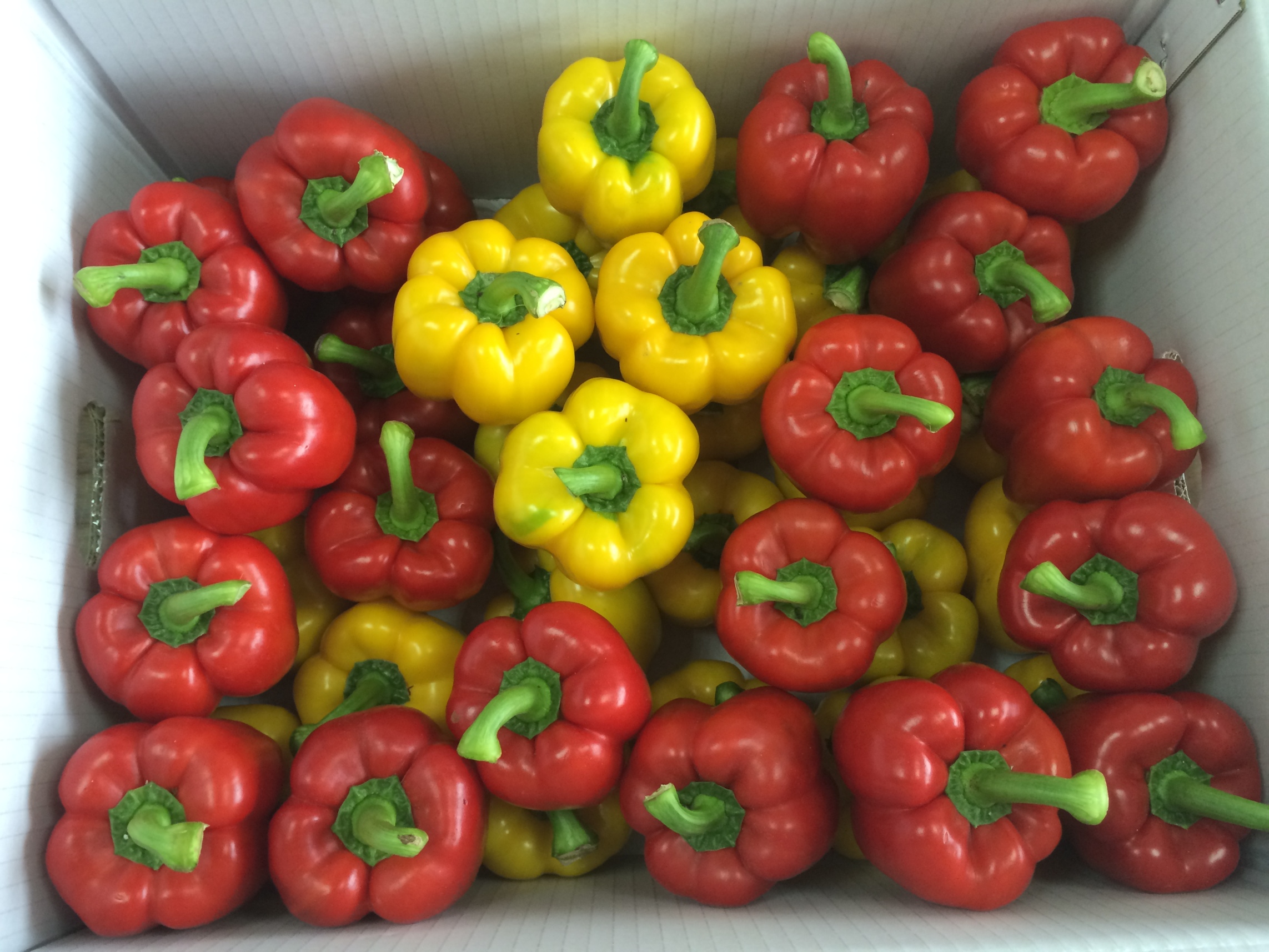 色彩亮麗受到市場喜愛的設施甜椒