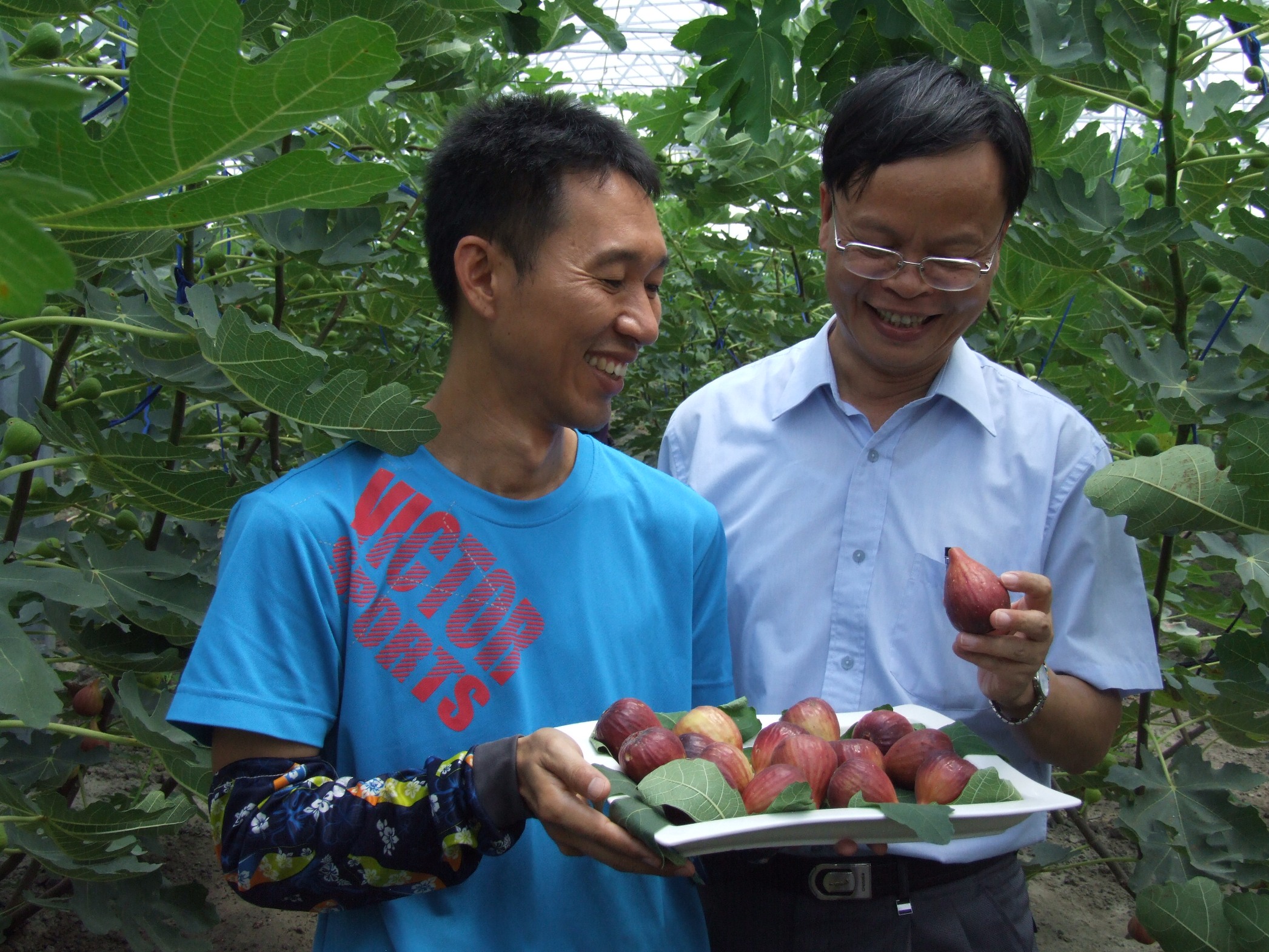 鐘順禹農友與林學詩場長分享網室栽培無花果最佳採收成熟度、果實外觀與品質，以及選購要點