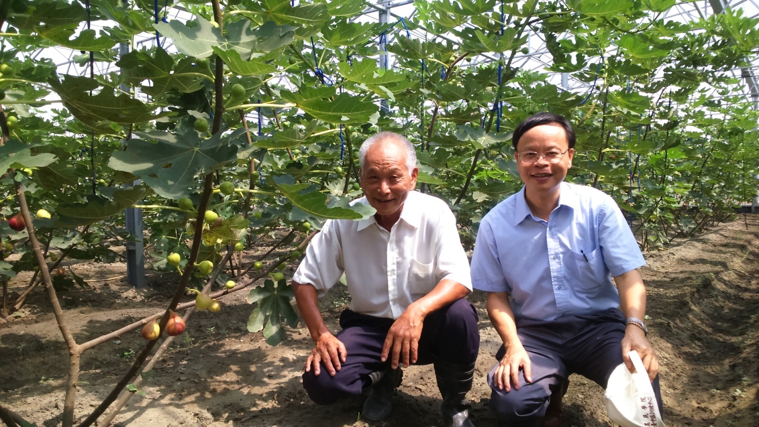 林學詩場長與鐘國政農友討論無花果栽培管理方法與果實成採收方式，園內無花果結實纍纍，每一節位均有著果，產量豐富
