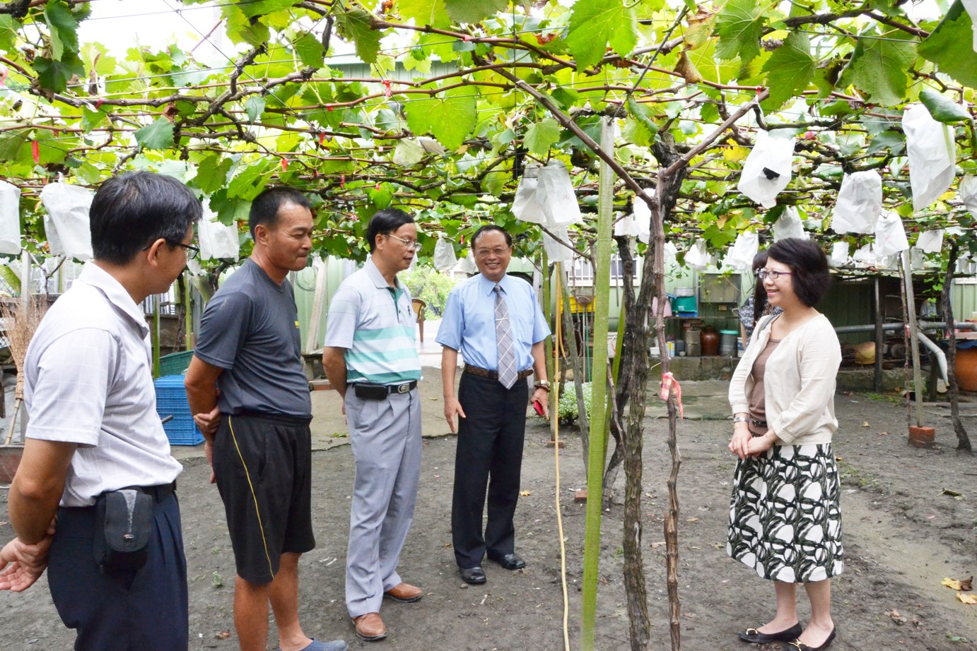 林學詩場長、農委會科技處李紅曦副處長 、溪湖鎮農會陳嘉修總幹事 等人參觀 何澤焜班長種植之葡萄