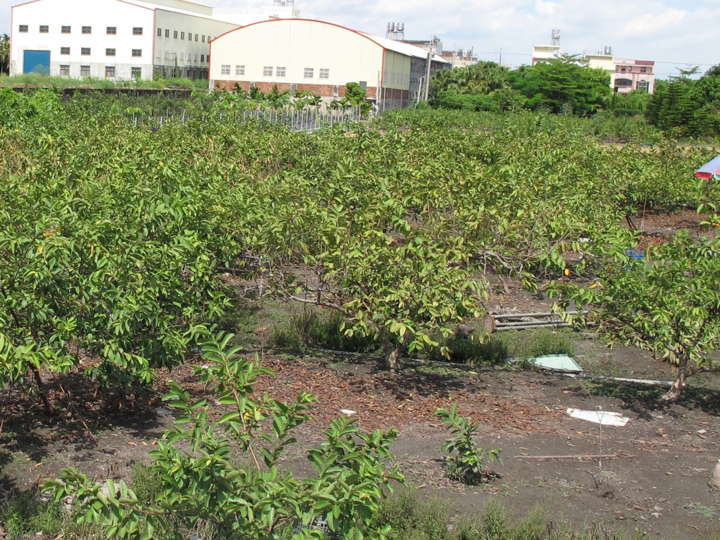 番石榴植株因多重原因導致樹勢衰弱