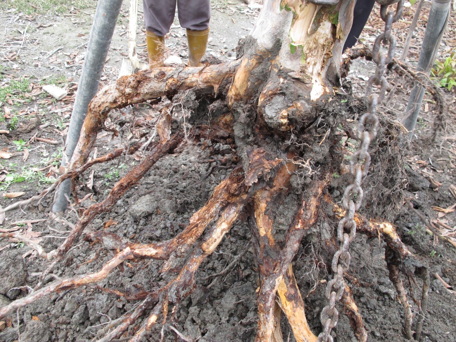 根瘤線蟲及疫病交叉感染以及排水不良等複合原因造成植株根部腐敗