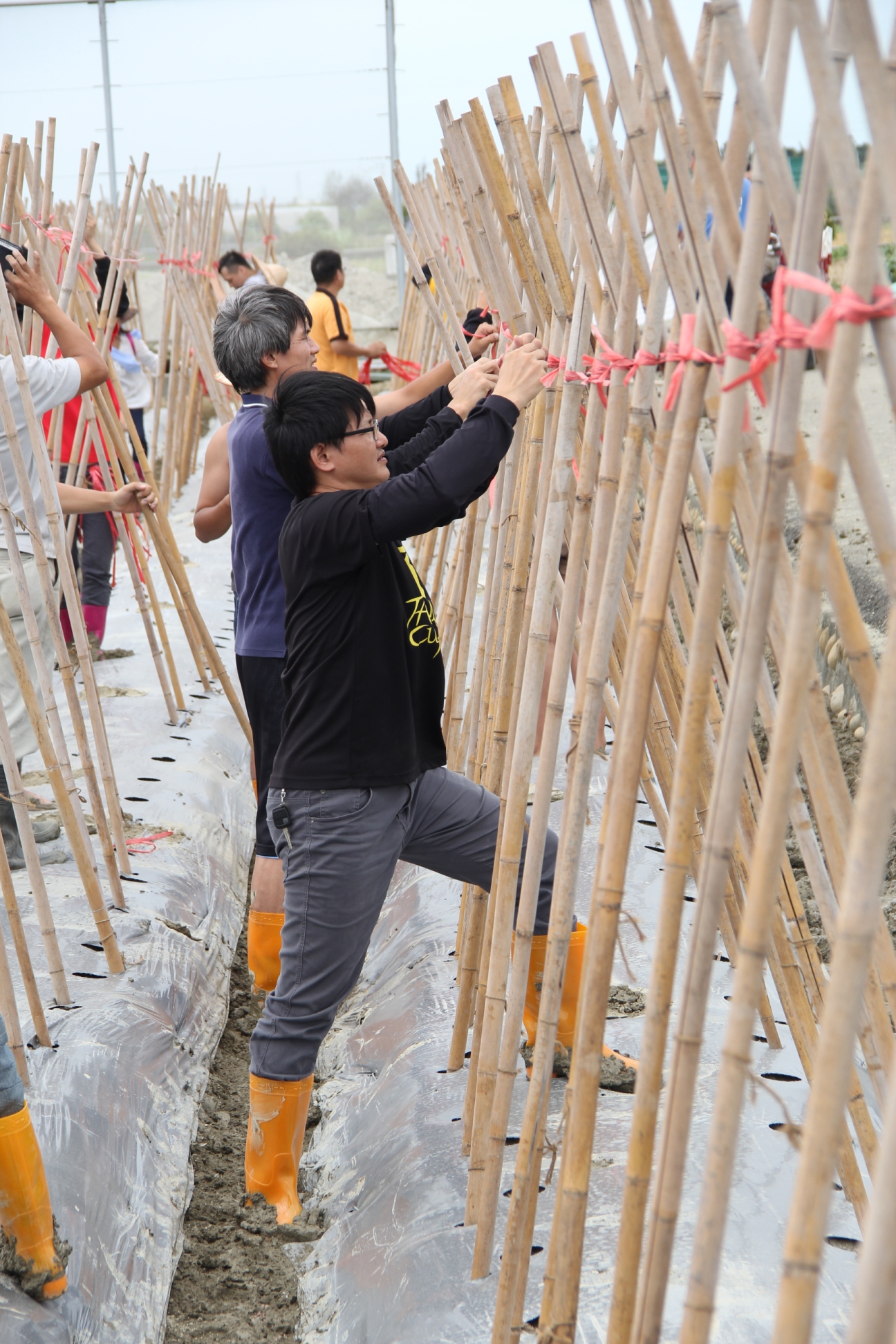 番茄田間栽培實作