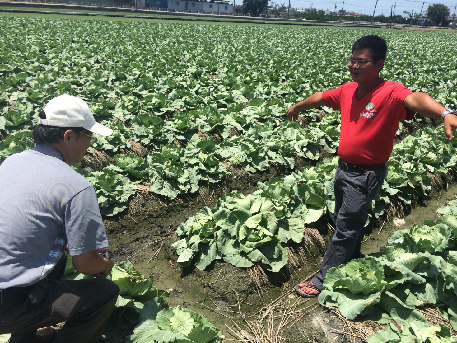竹塘鄉蔬菜產銷第九班青年農民蔡宜修說明種植甘藍臺中2號於颱風來臨前覆蓋紗網，可減少災損，約20 天後即可採收 
