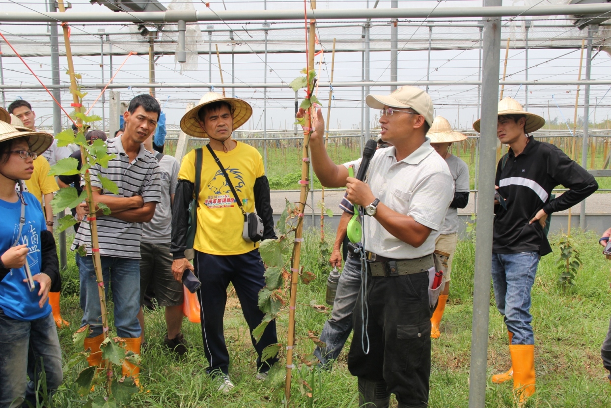 學員學習葡萄生長與栽培要點 