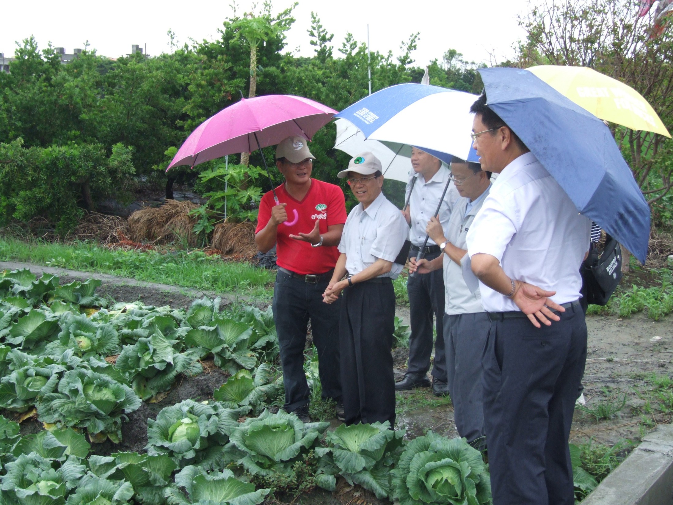 竹塘鄉蔬菜產銷班第 9 班蔡宜修班長 ( 左一 ) 向陳文德副主委 ( 左二 ) 說明甘藍臺中 2 號夏季種植與田間生育情形