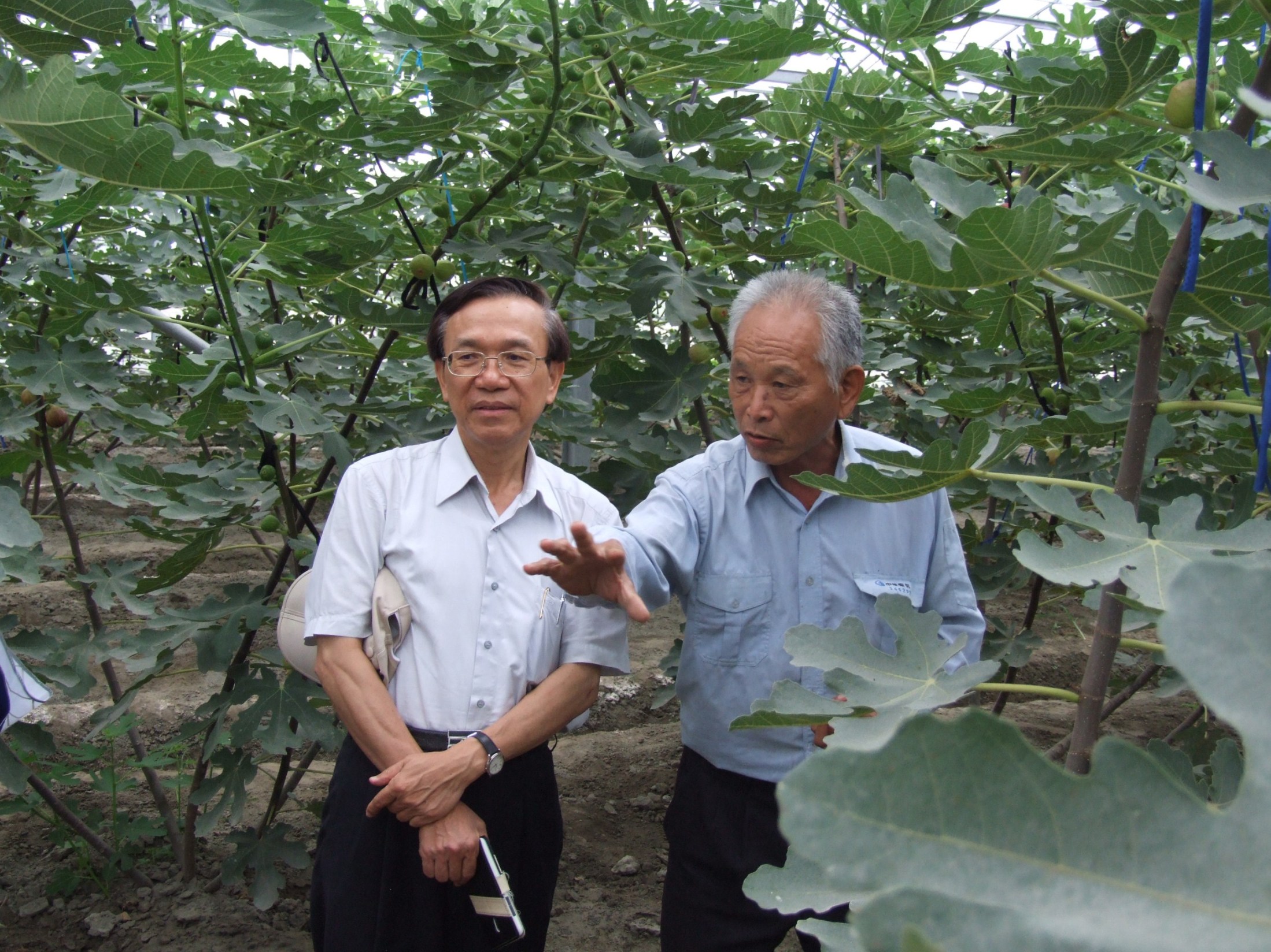 溪州無花果農場鐘國政先生 ( 圖右 ) 向陳文德副主委 ( 圖左 ) 說明設施內無花果的栽培模式與生育情形