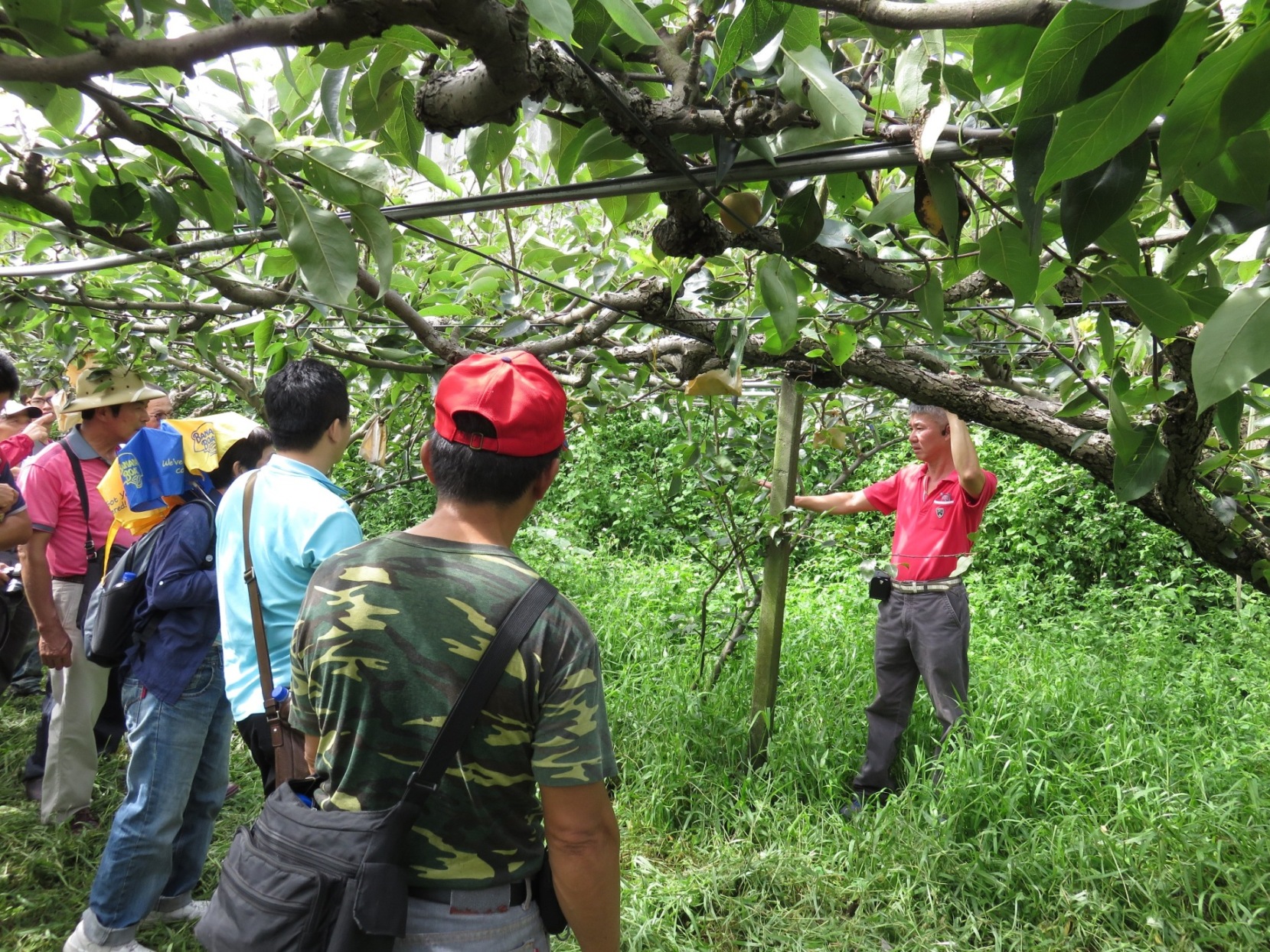 學員參訪石岡鄉賴永進班長梨果園分享梨樹管理經驗 