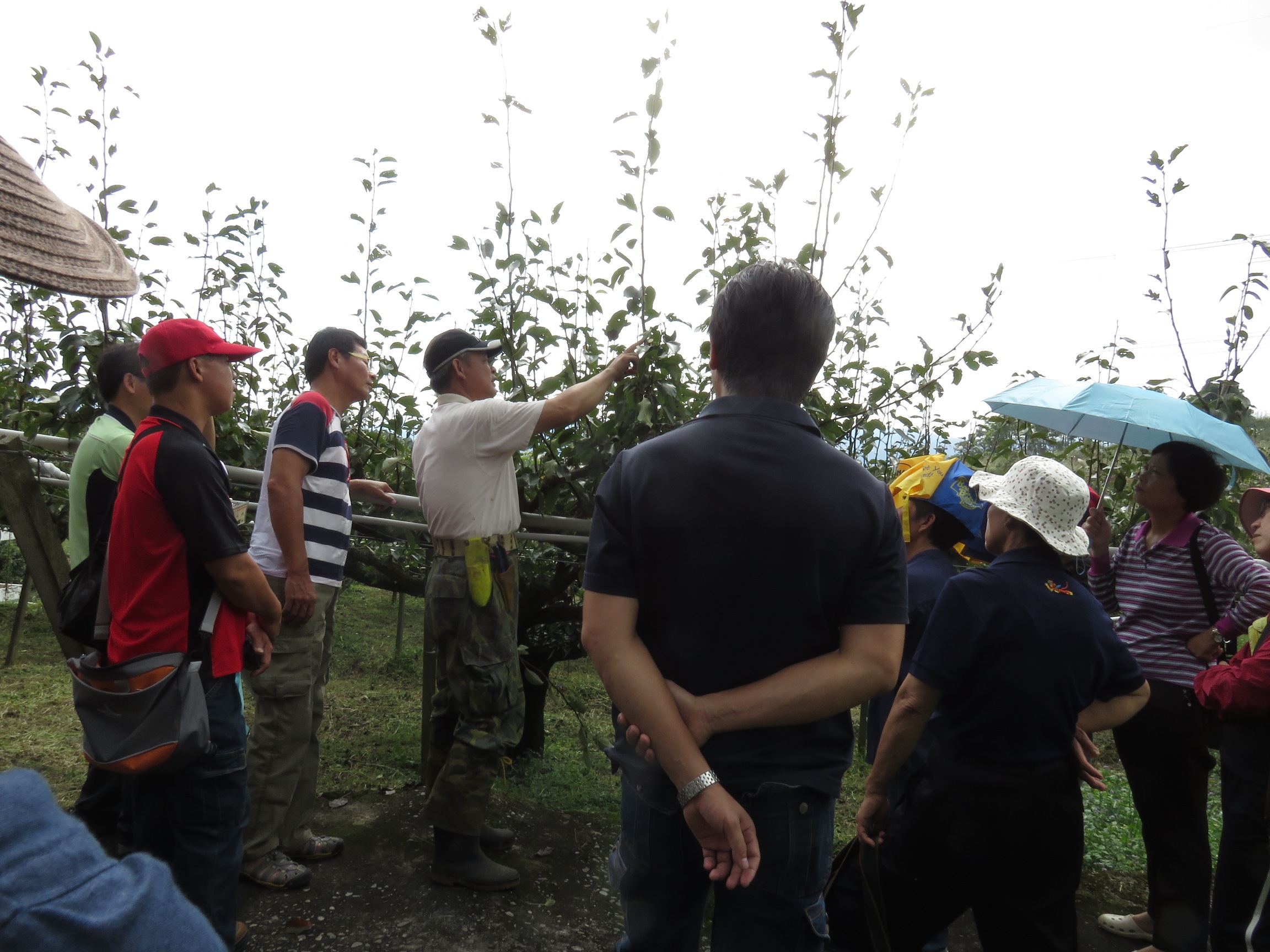 學員實地參訪至東勢區梨產銷班第 8 班林昌煥先生果園學習整枝修剪 