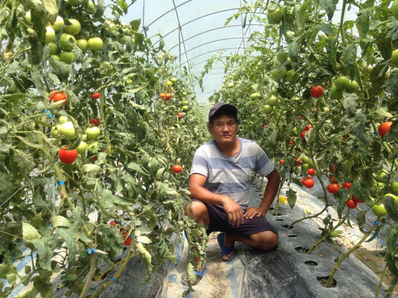 圖 1. 武界部落有機蔬菜栽培農民馬賴先生與其結實累累之番茄園