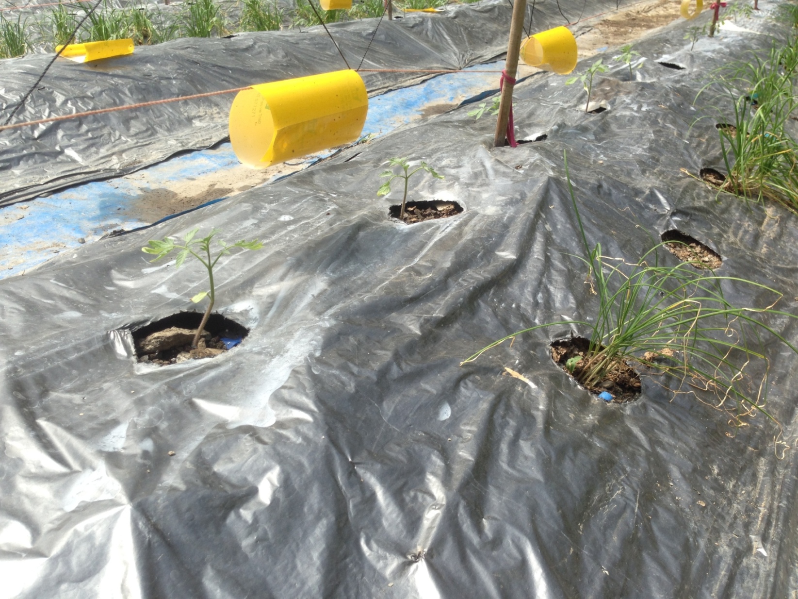 圖 2. 利用黃色黏蟲板及間植韭菜作為忌避作物以降低幼苗定植田間後粉蝨密度 