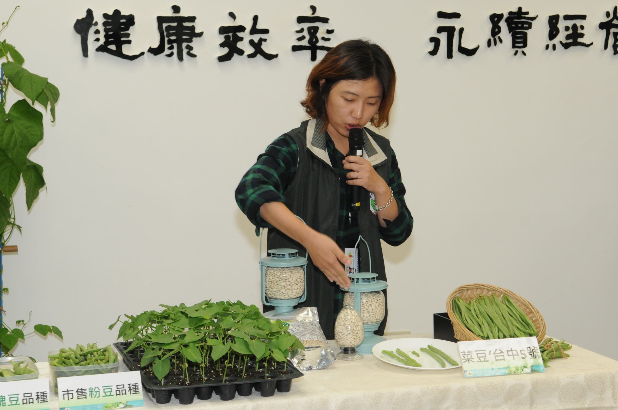 本場研究人員陳葦玲博士介紹 新品種 ‘ 台中 5 號 ’ 生長勢強、產量高、最大特色嫩莢無筋絲